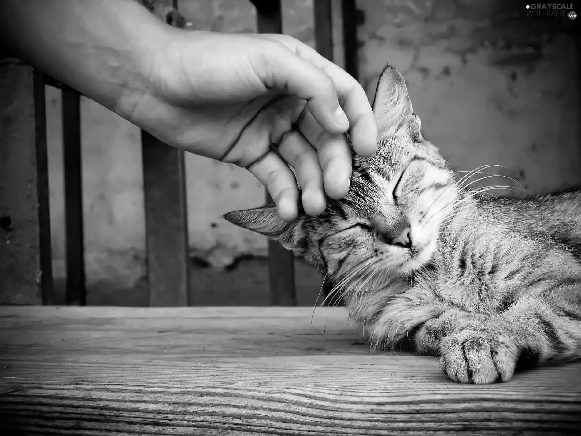 cat, hand