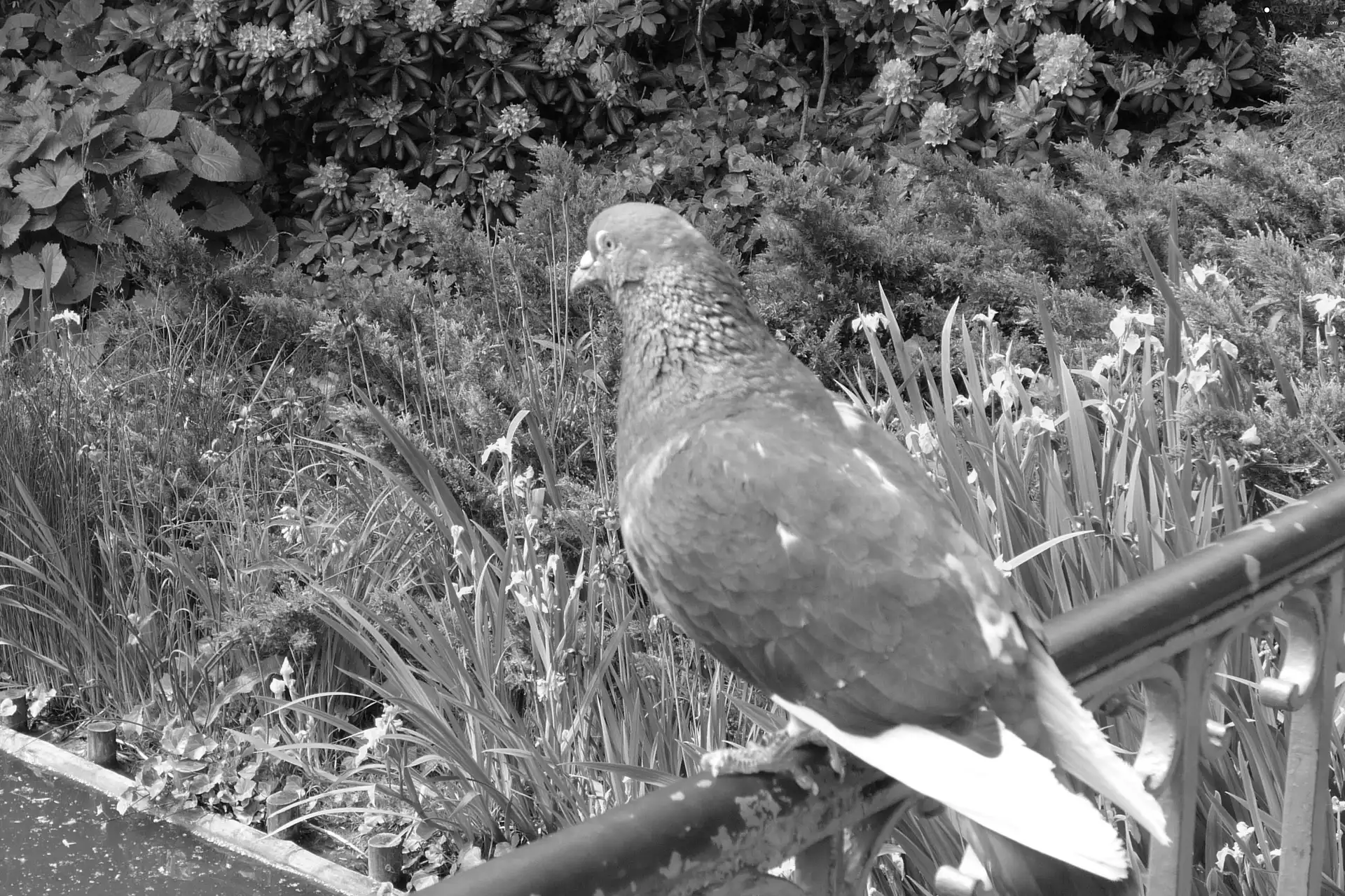 Flowers, pigeon, hand-rail