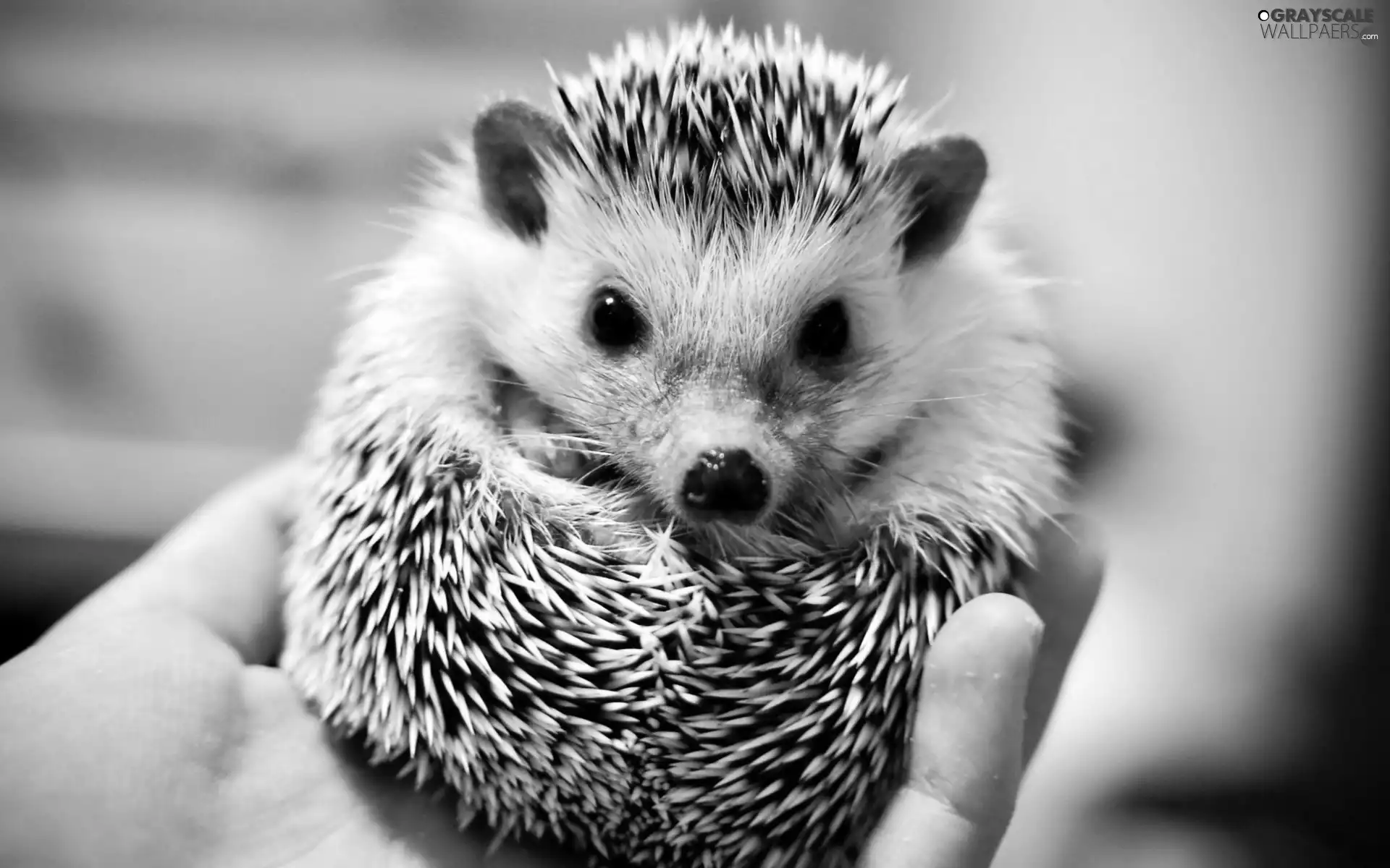 hedgehog, hand