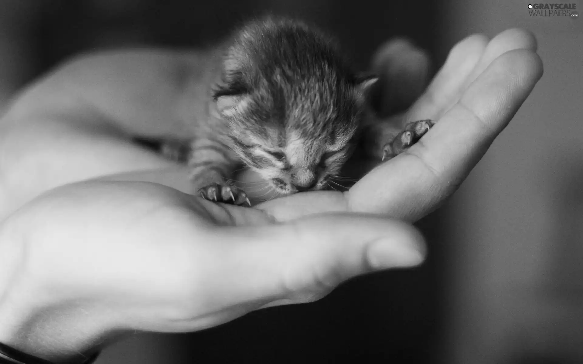 hand, minikin, kitten