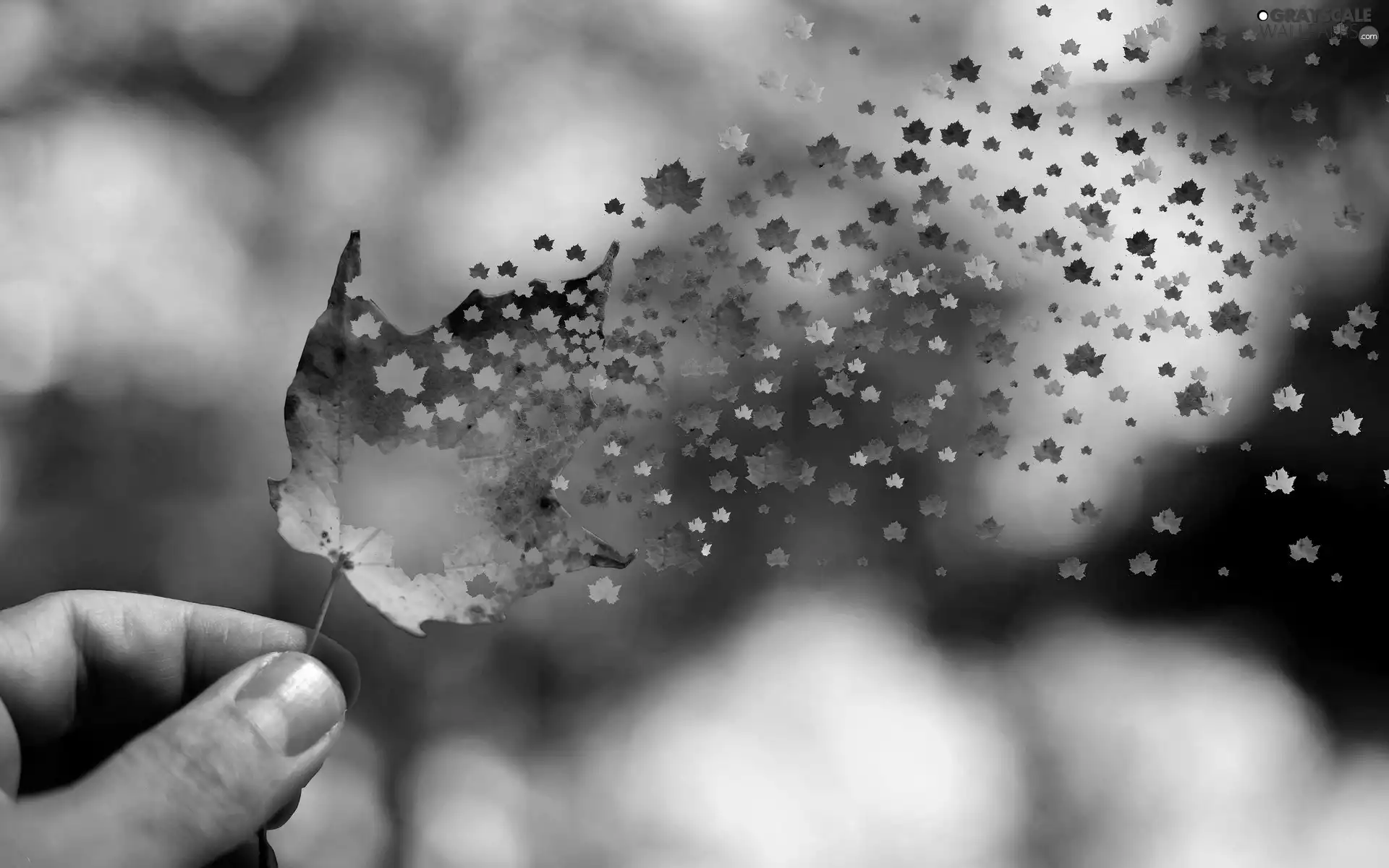 hand, Autumn, leaf