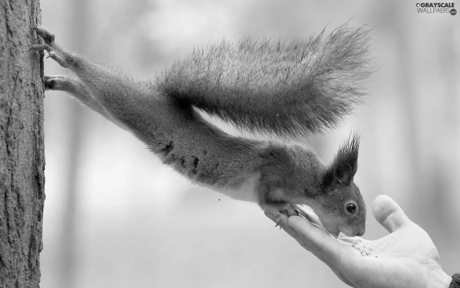 stretched, food, hand, squirrel