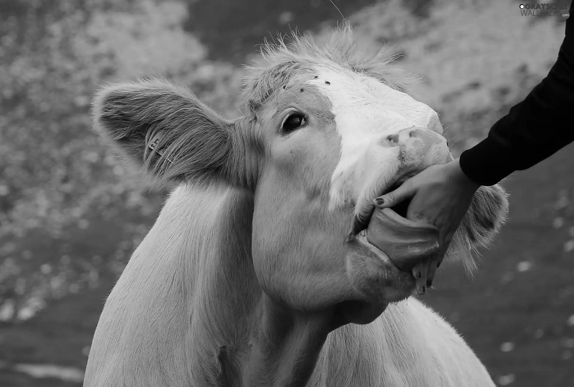 hand, Cow, Tounge