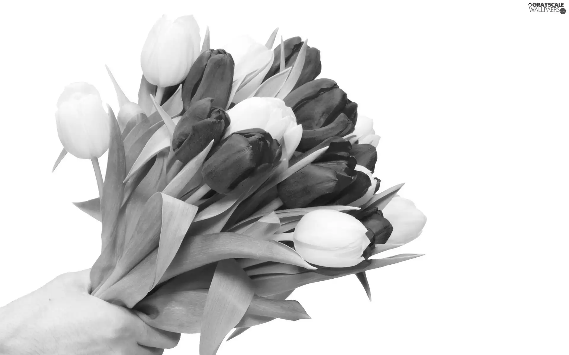 hand, bouquet, tulips