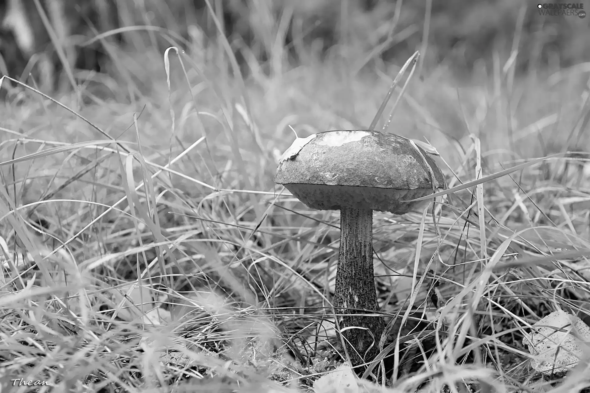 handle, grass, Kozak, Hat, Mushrooms