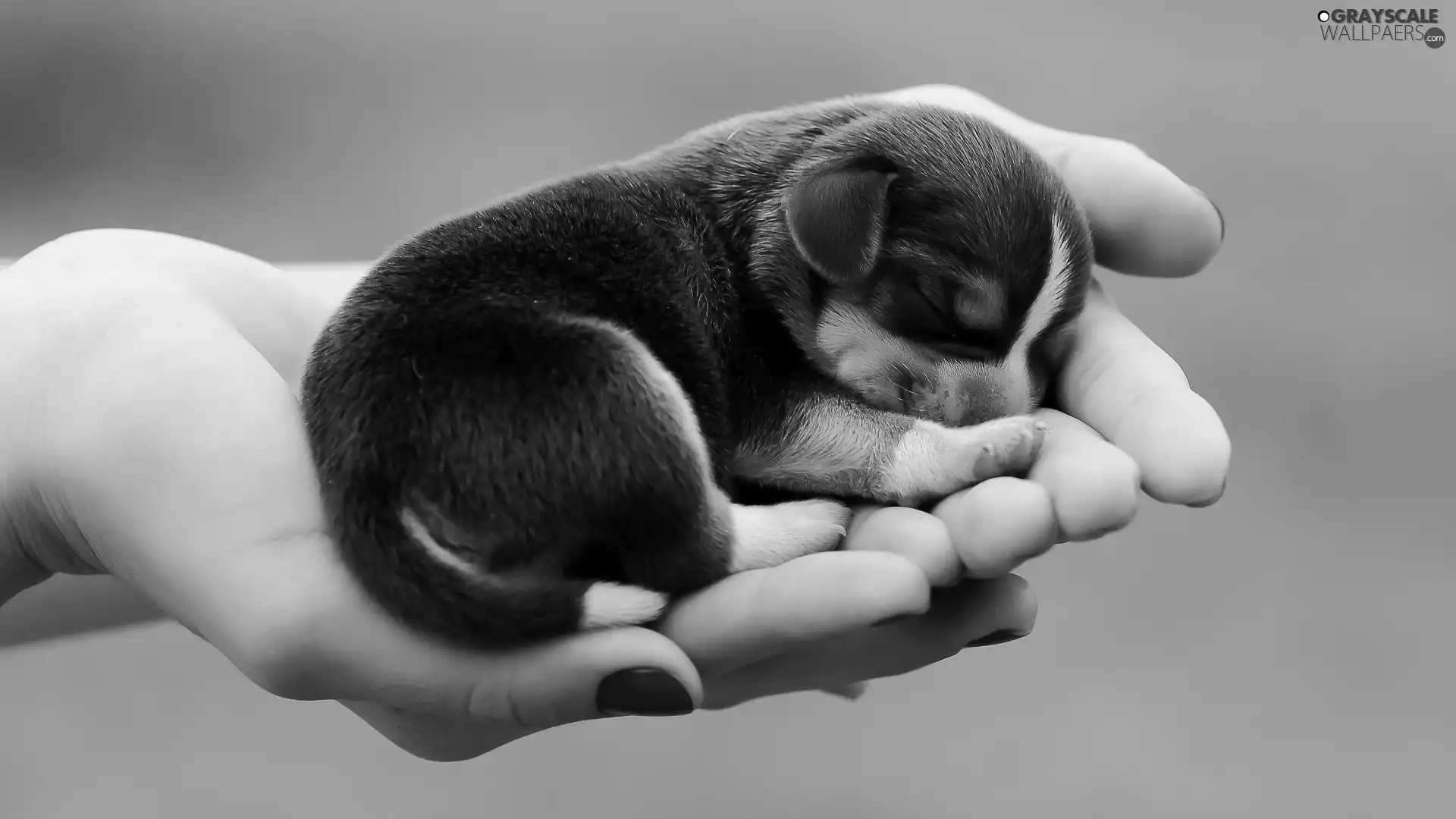 hands, small, doggy