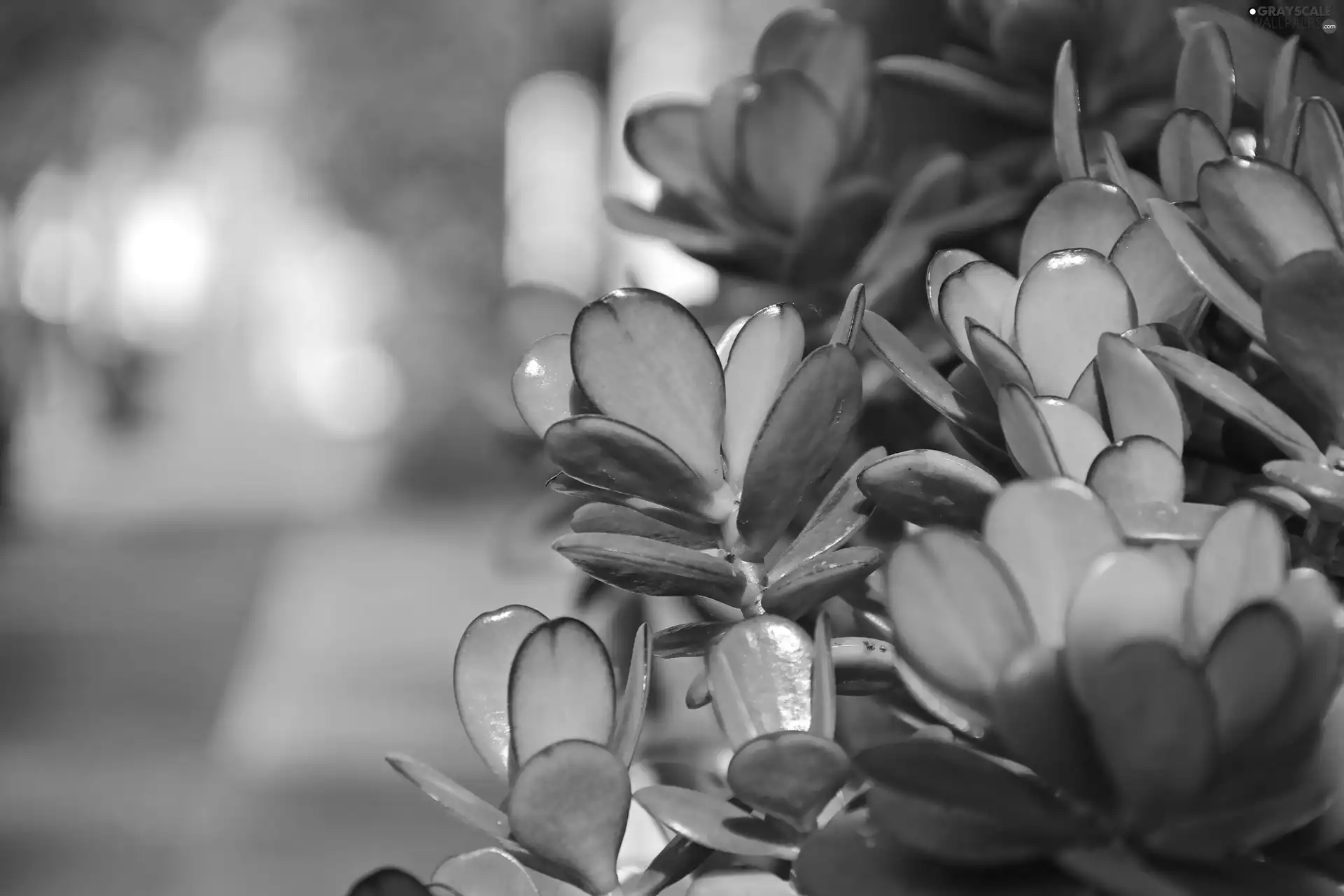 happiness, Crassula, sapling