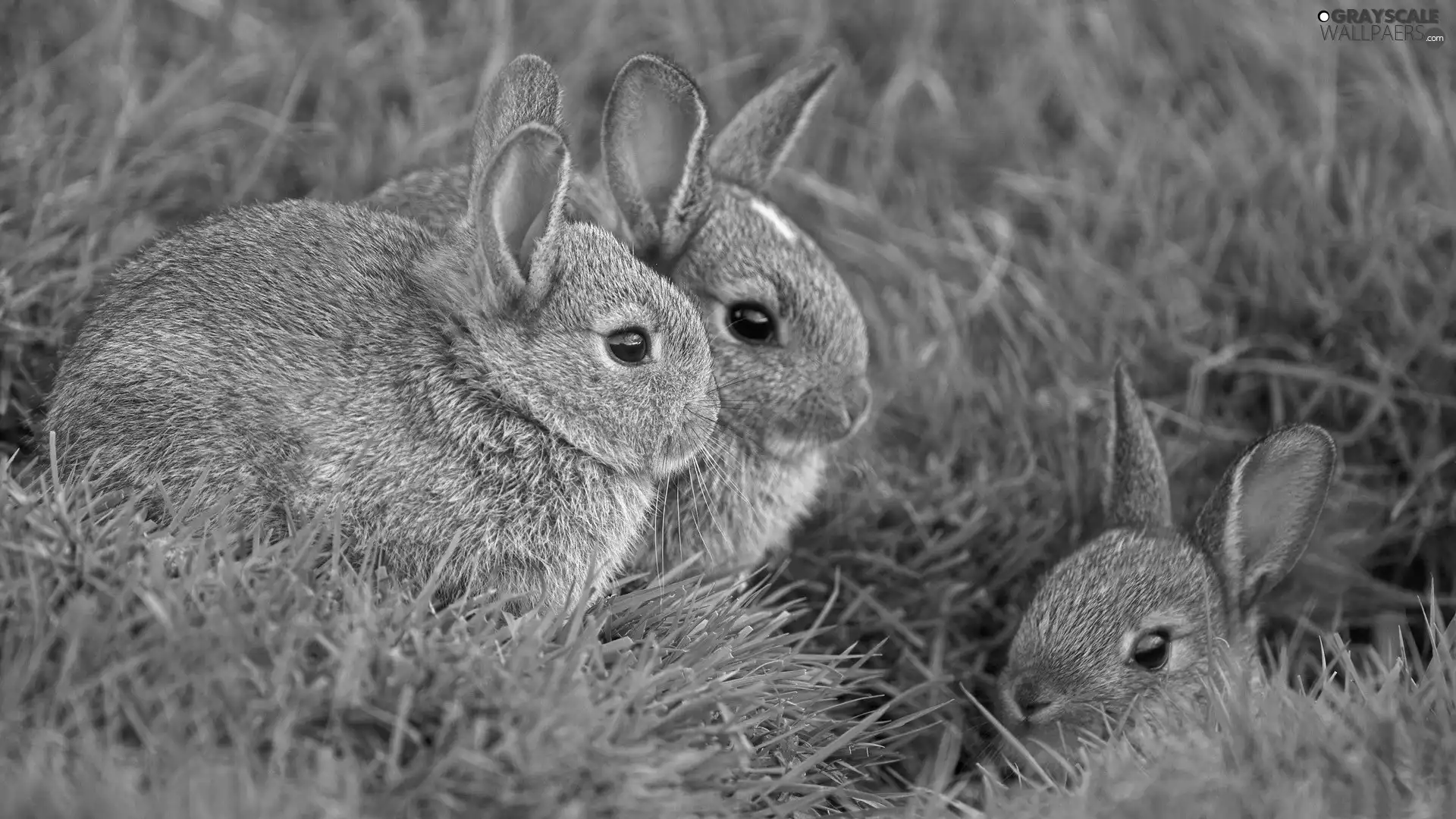 Green, Three, hare, grass