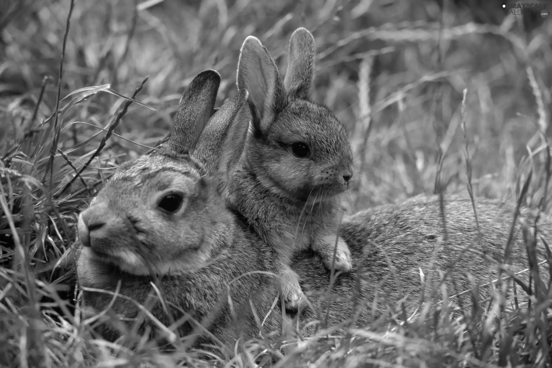 grass, Two cars, hare