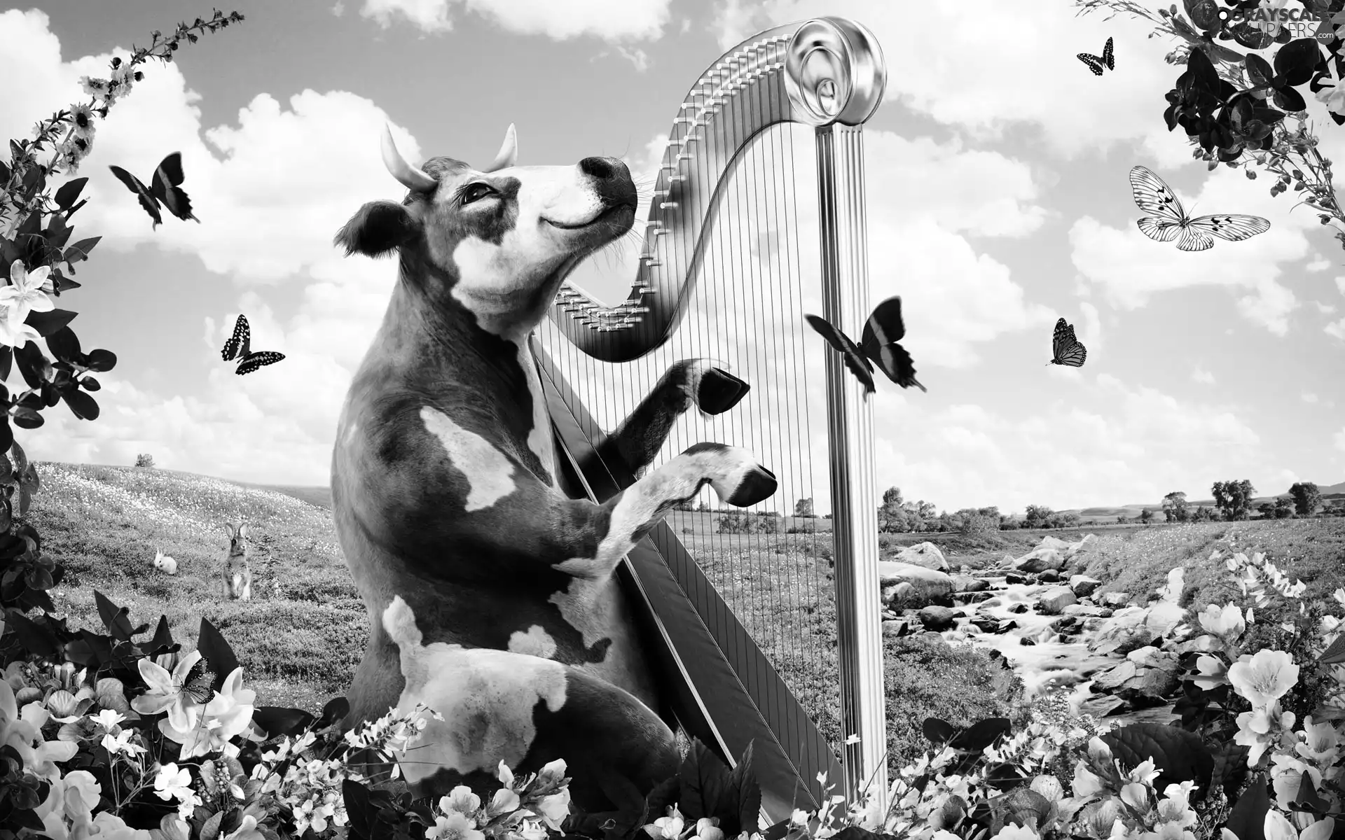harp, Patches, Cow