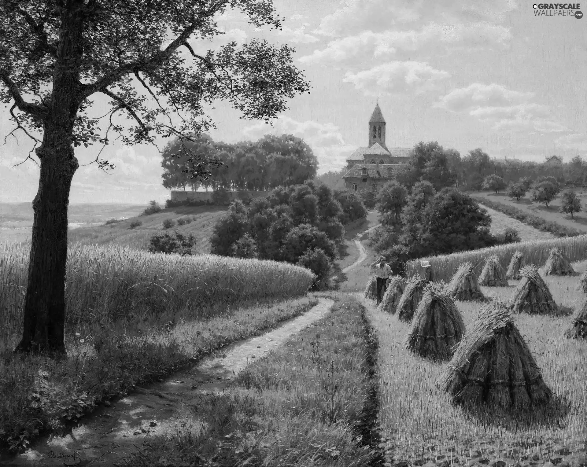 harvest, picture, corn, summer, Field