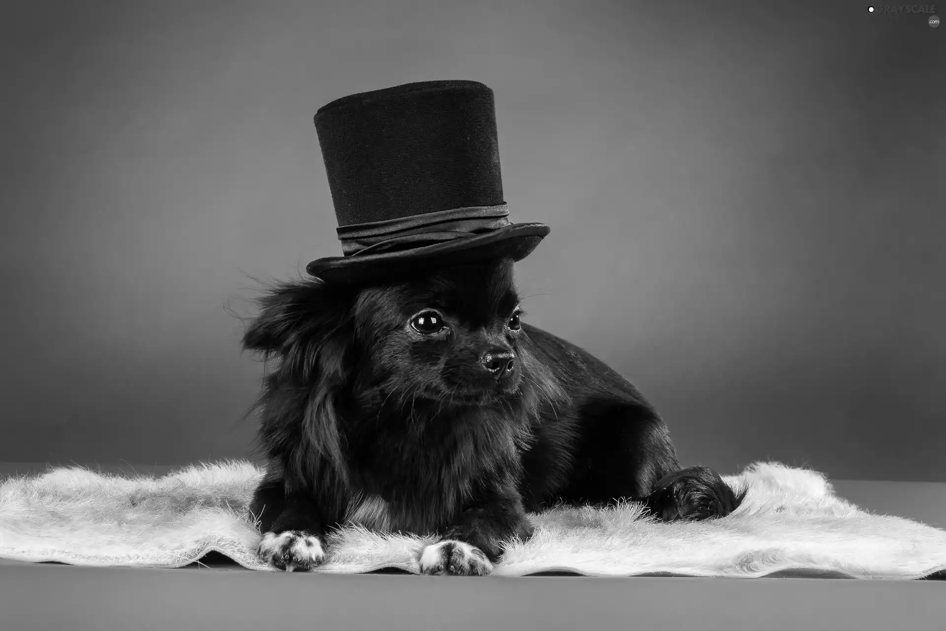 Black, cylinder, Hat, dog