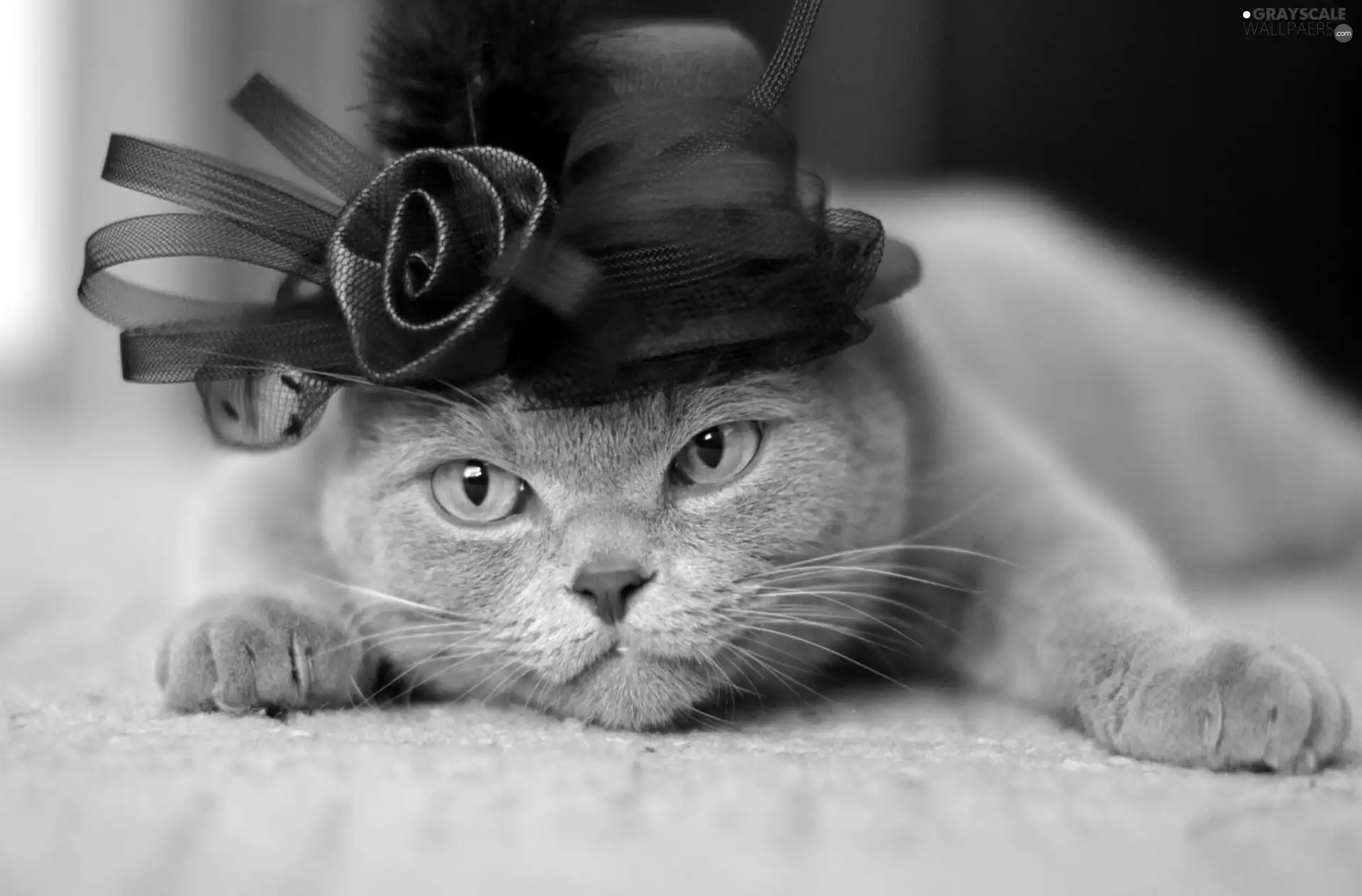 cat, Shorthair, hat, British