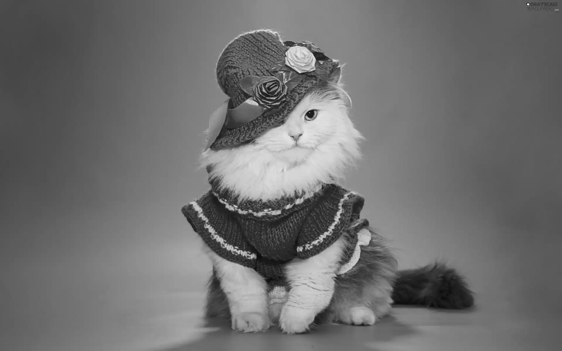 Hat, kitten, clothes