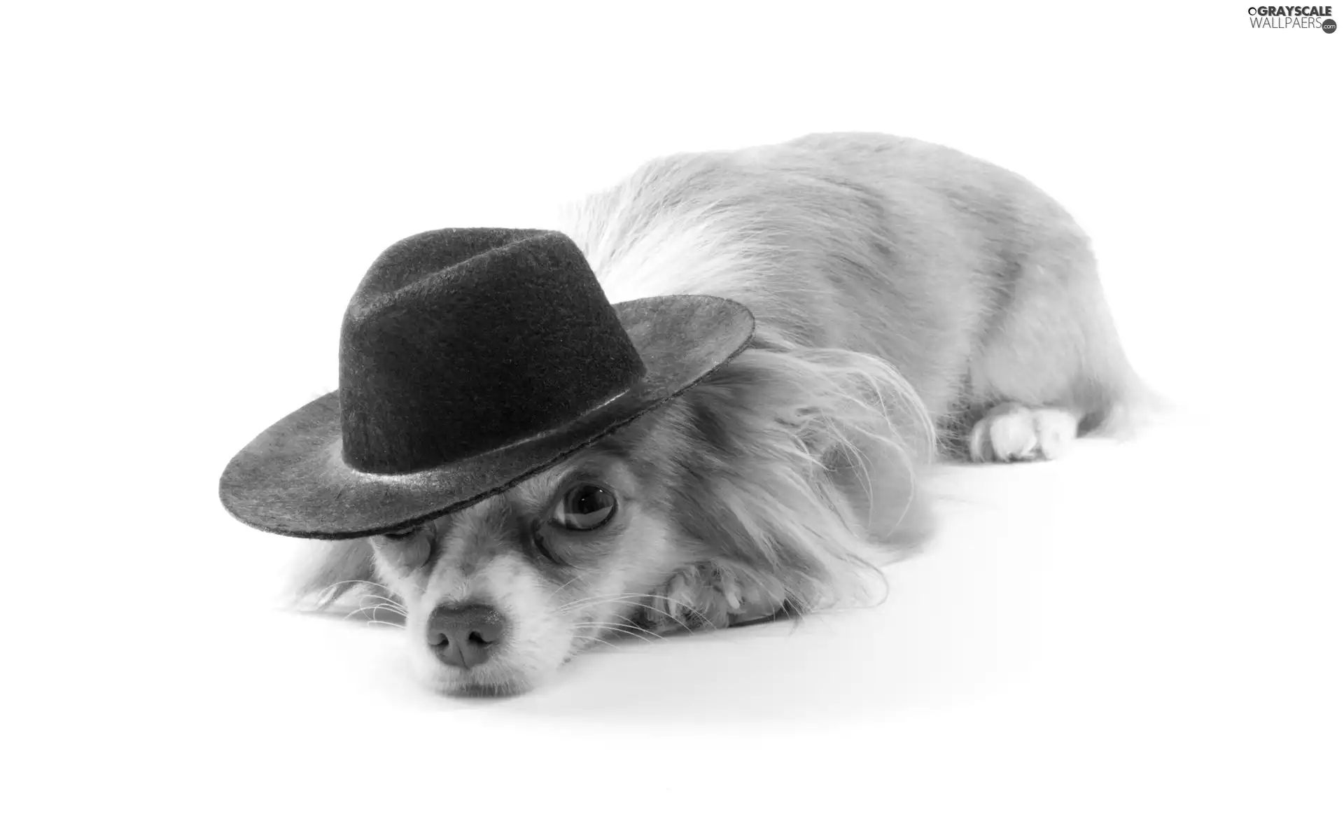 dog, Hat