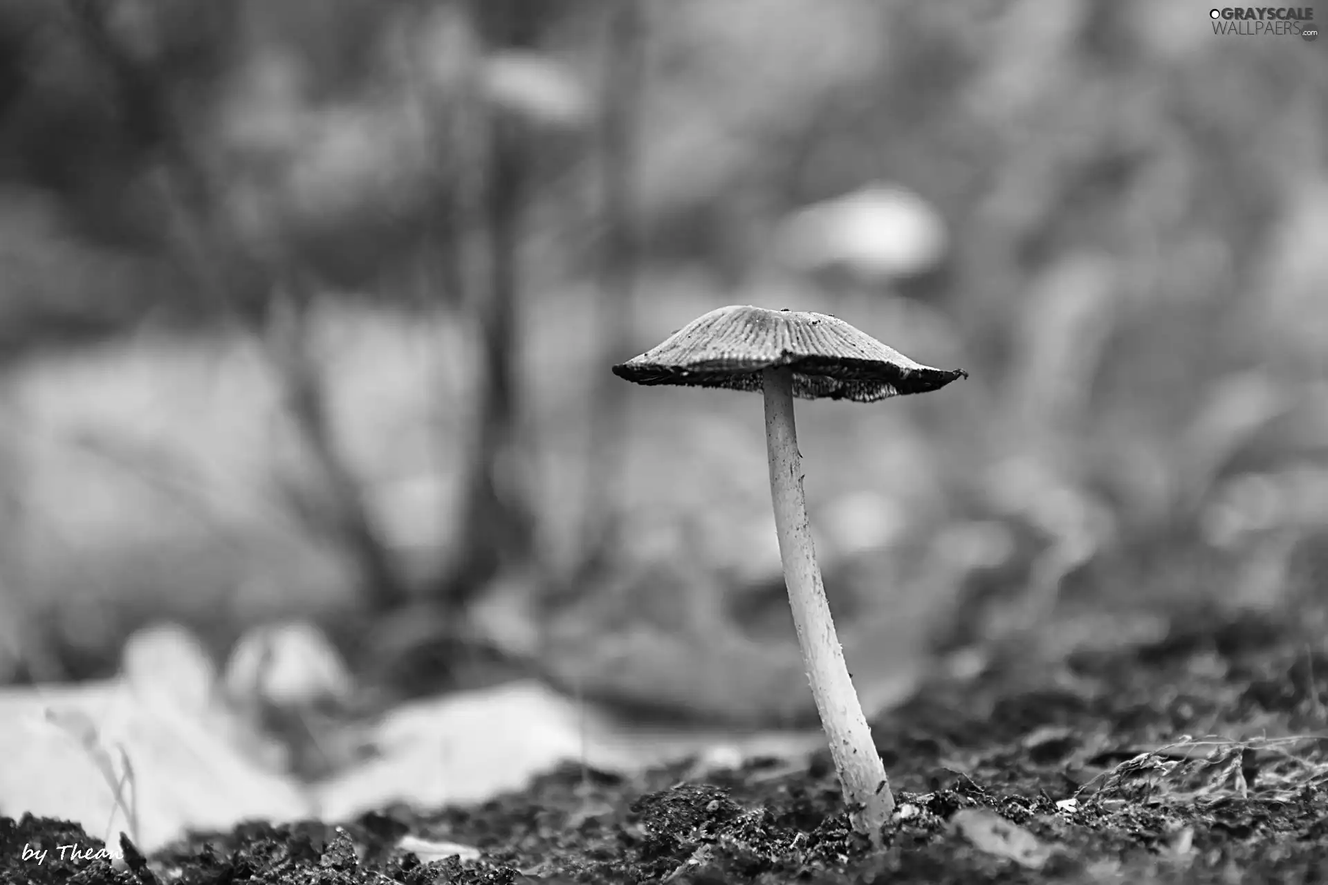 Hat, mushroom, handle