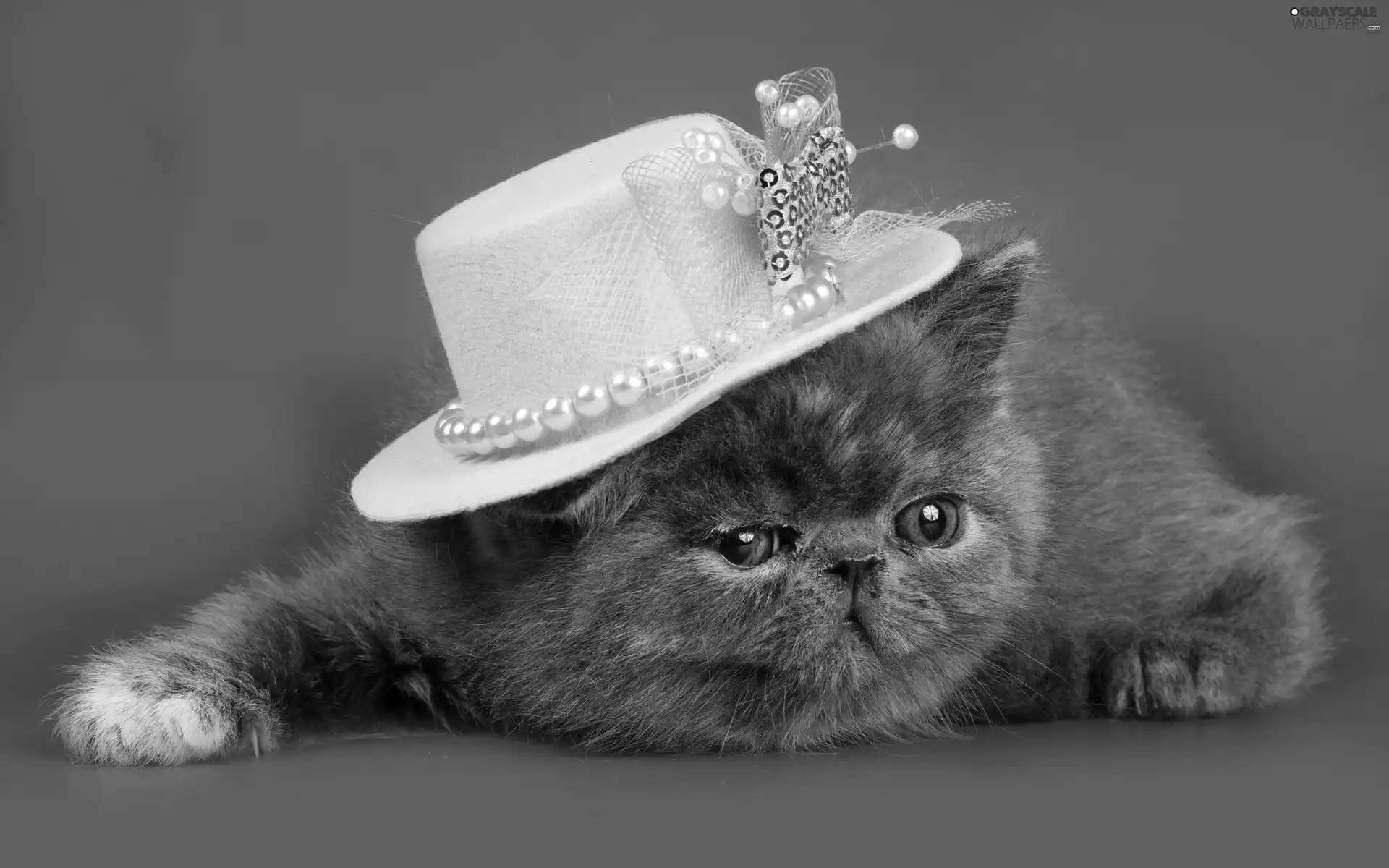hat, Gray, kitten