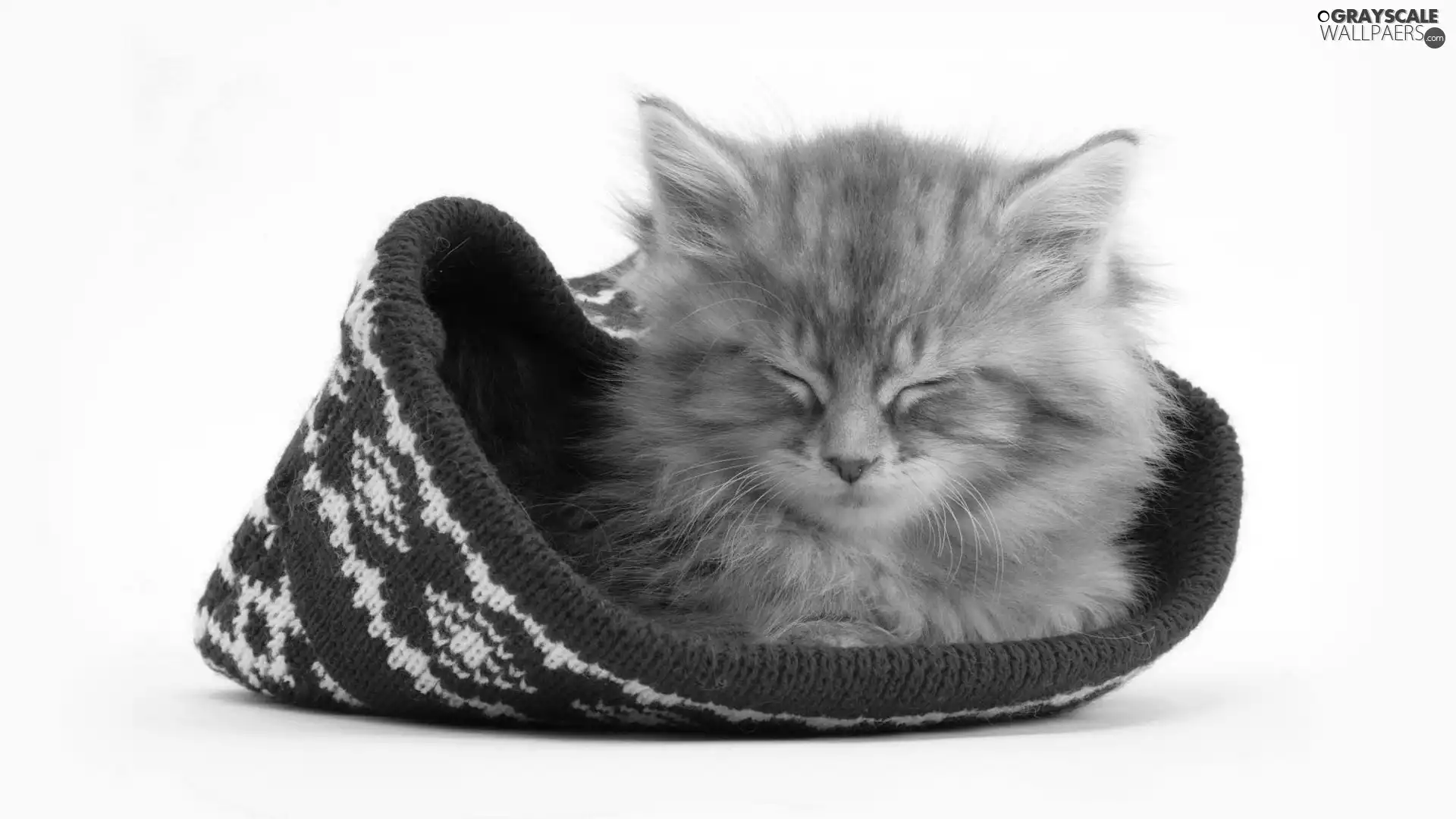 Hat, small, kitten