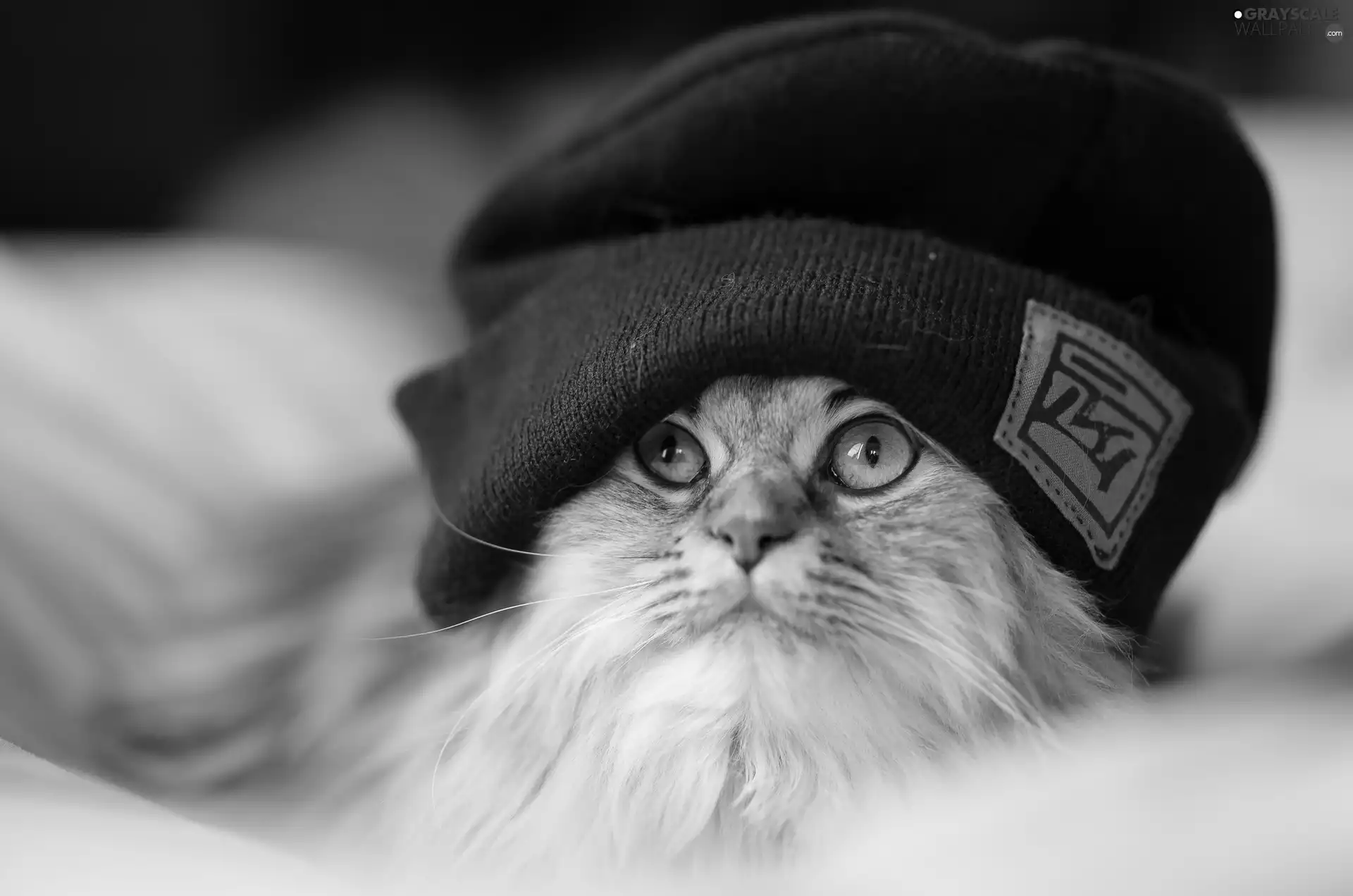 kitten, Hat