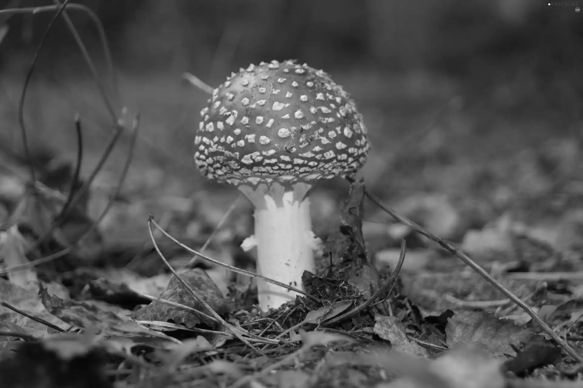 Mushrooms, Red, Hat, toadstool