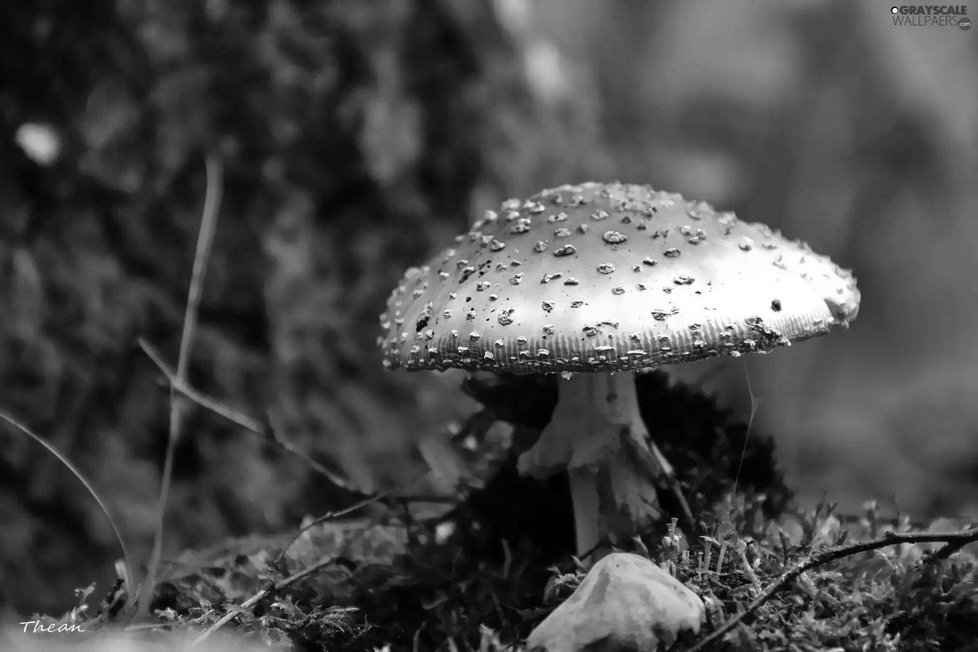 Mushrooms, Red, Hat, toadstool