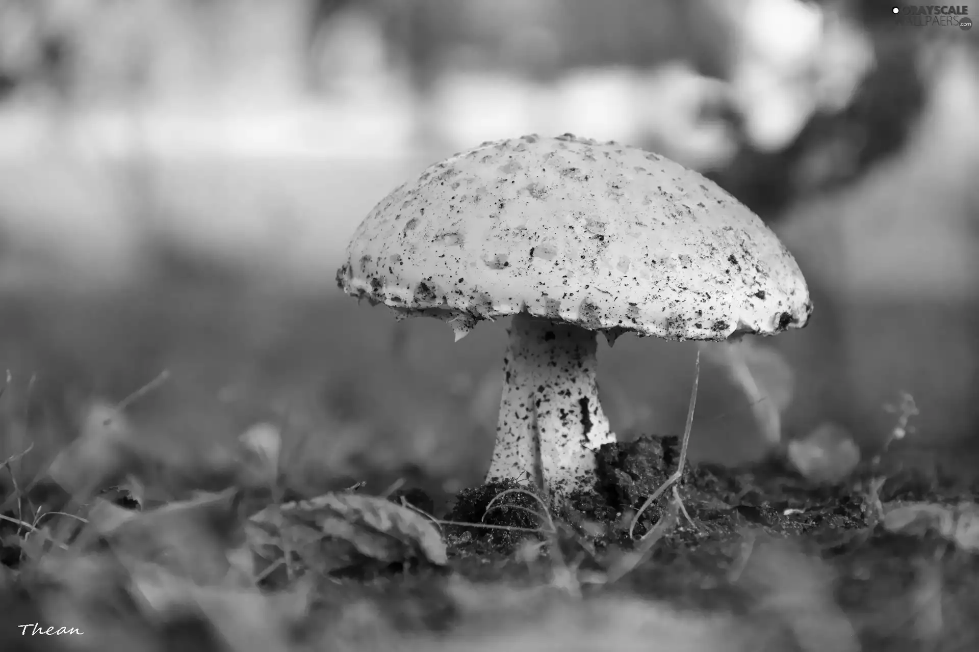 Hat, toadstool, Mushrooms