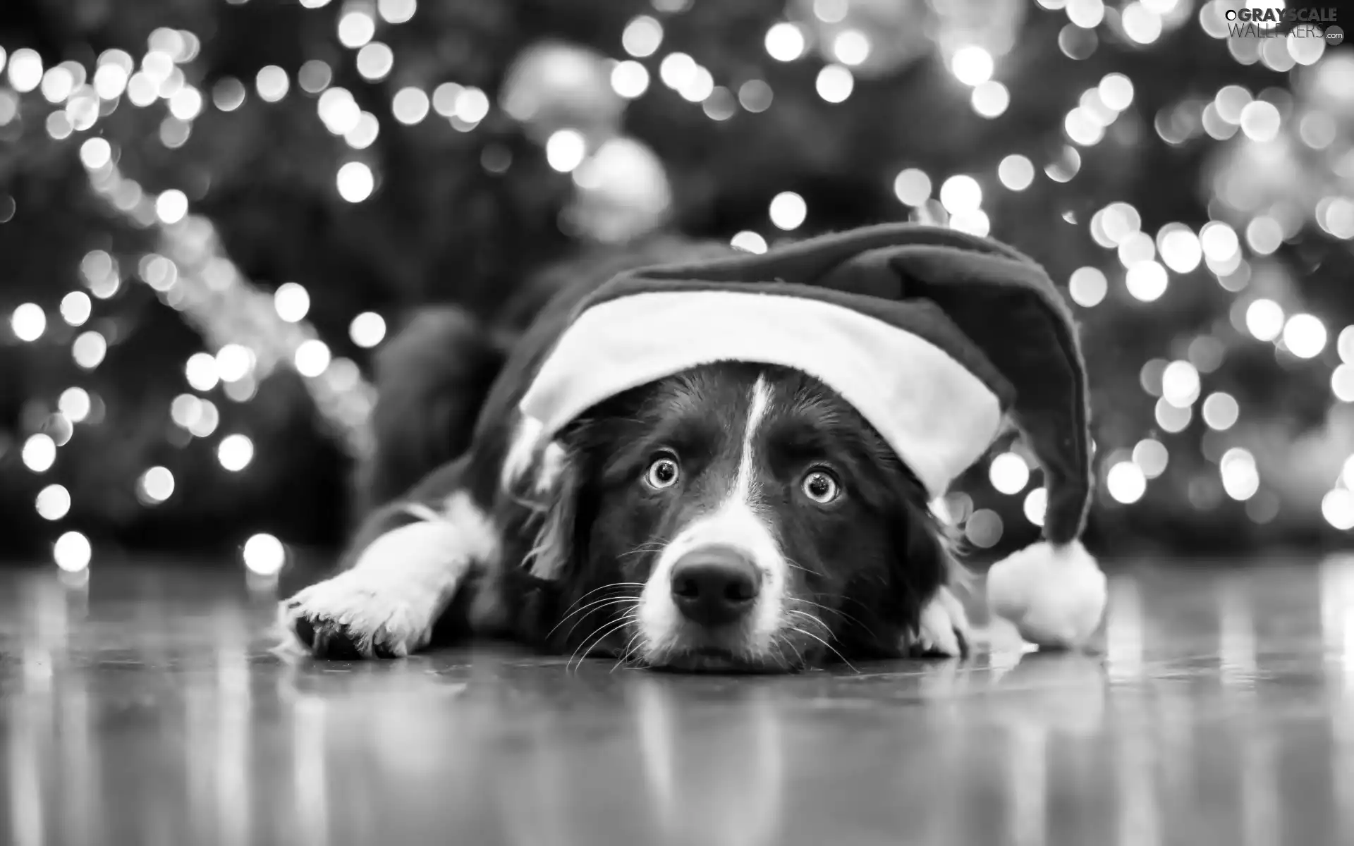 Hat, Nicholas, dog, Border Collie, lying