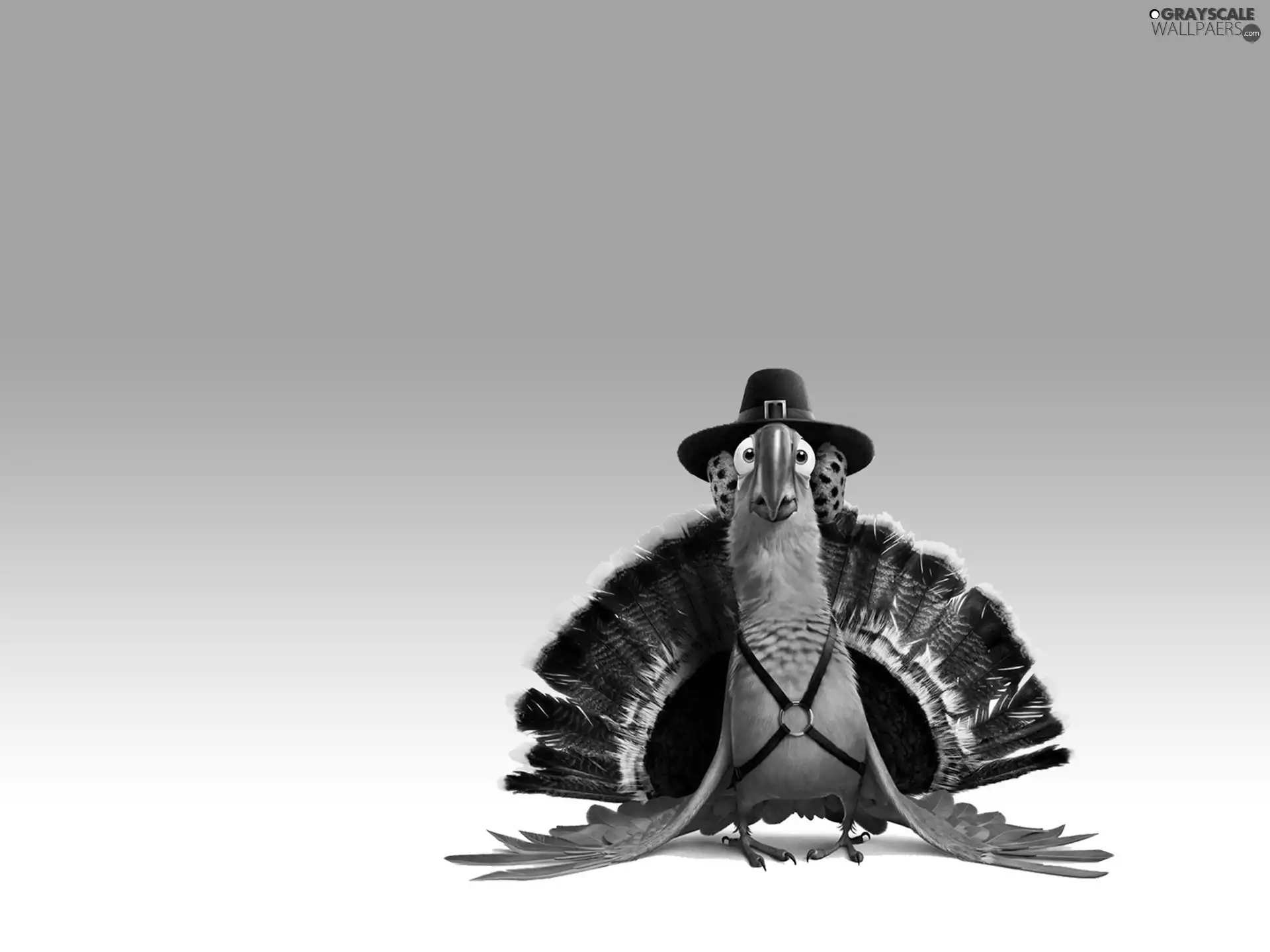 Rio, parrot, Hat, Blue
