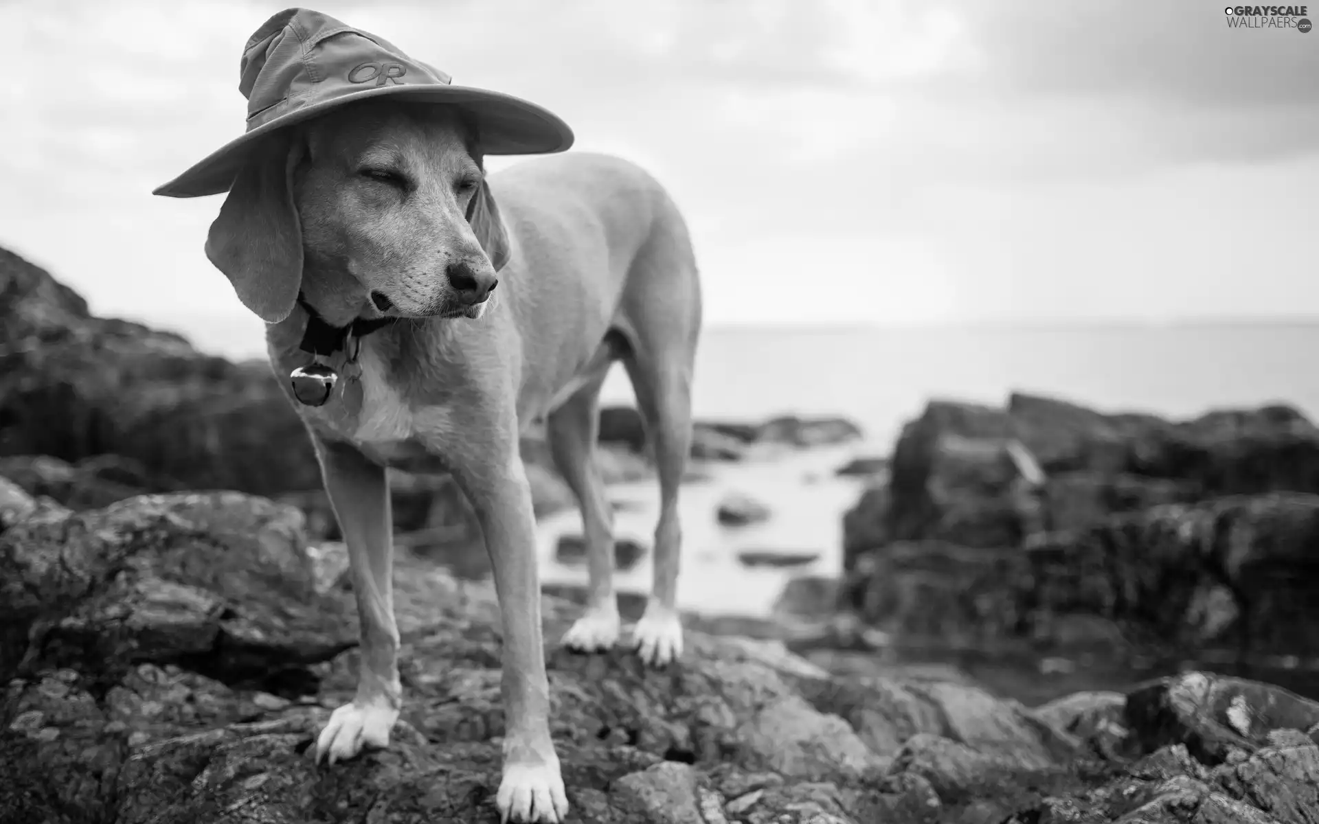 dog, Stones rocks, Jindo, Hat