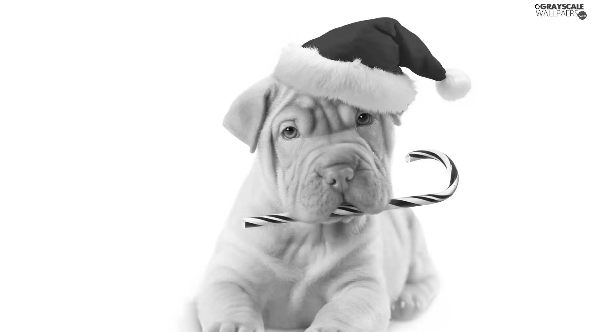 dog, Hat, Nicholas, Shar Pei