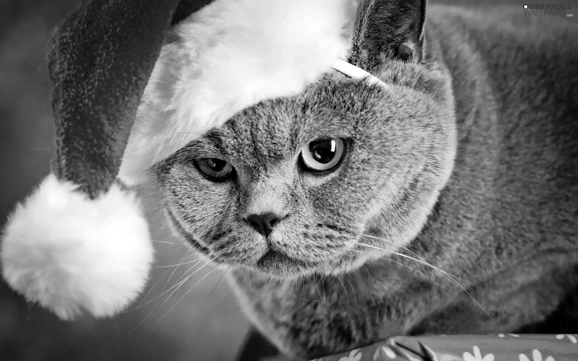 Nicholas, British Shorthair Cat, Hat