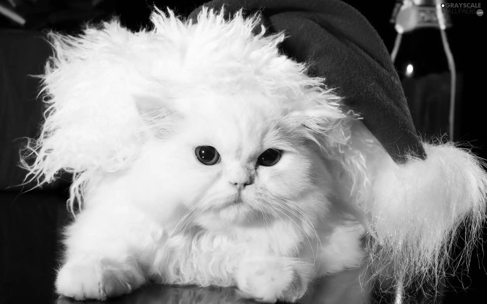 White, Christmas, Hat, cat