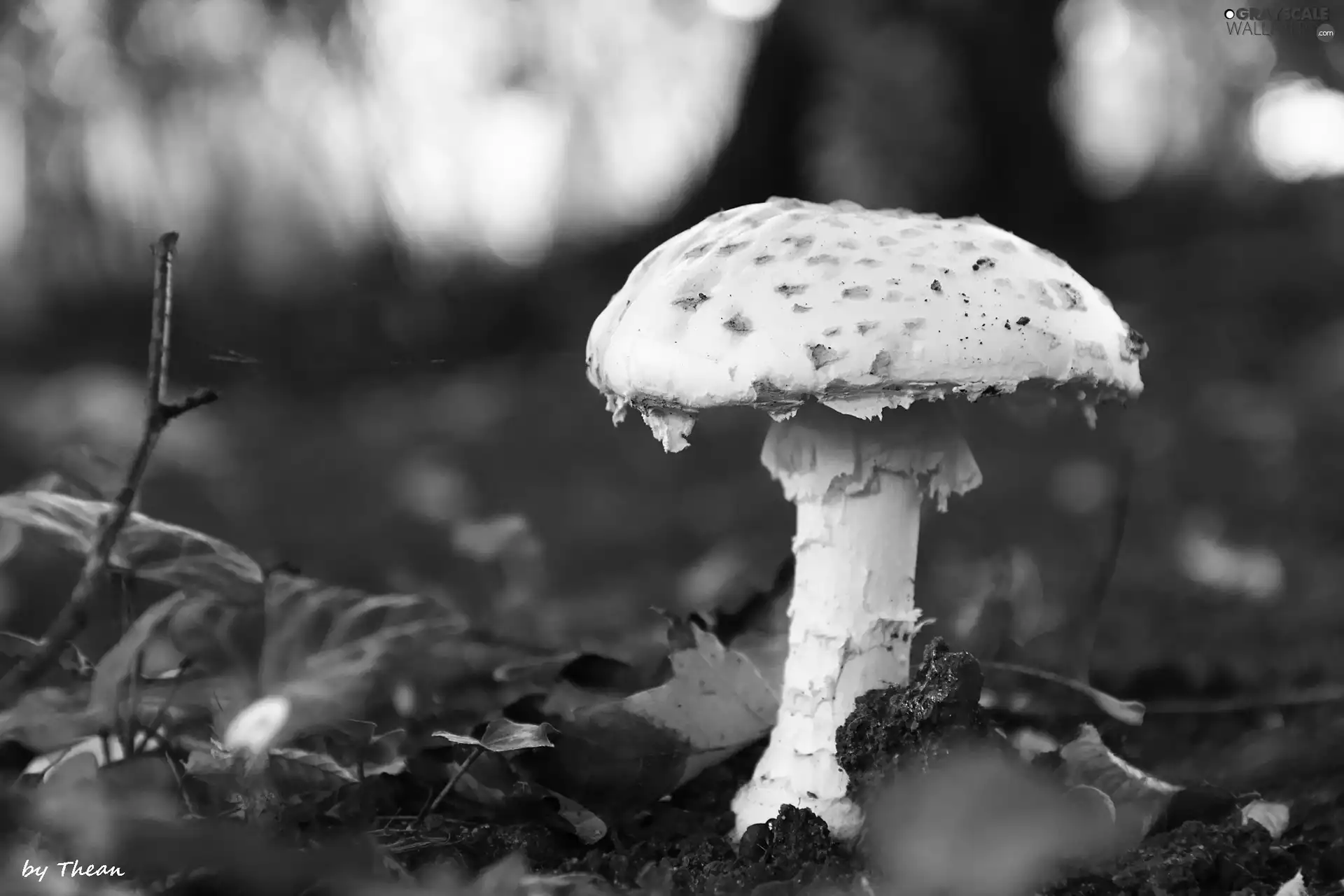 White, handle, Hat, Mushrooms