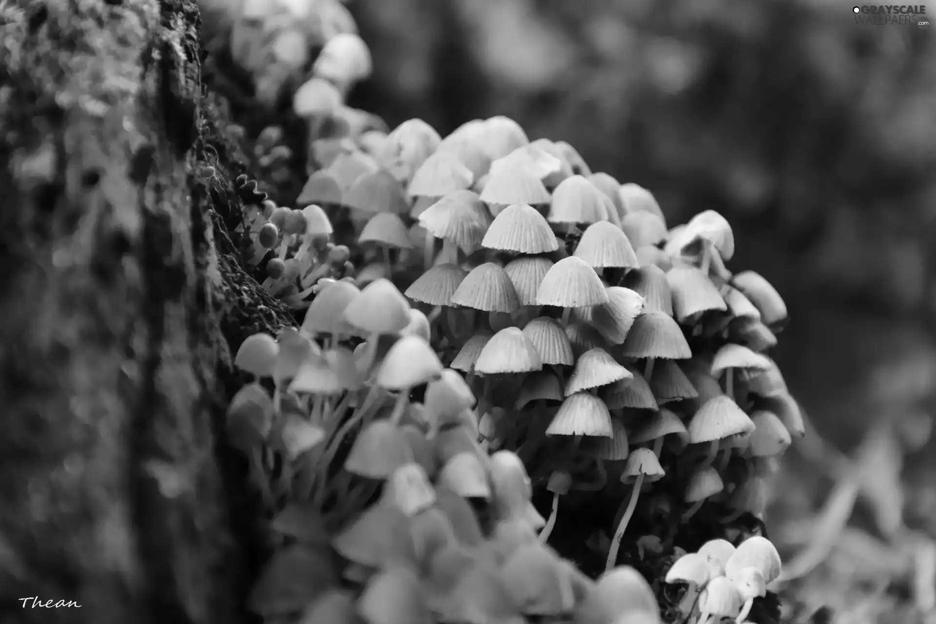 hats, Tiny, mushroom