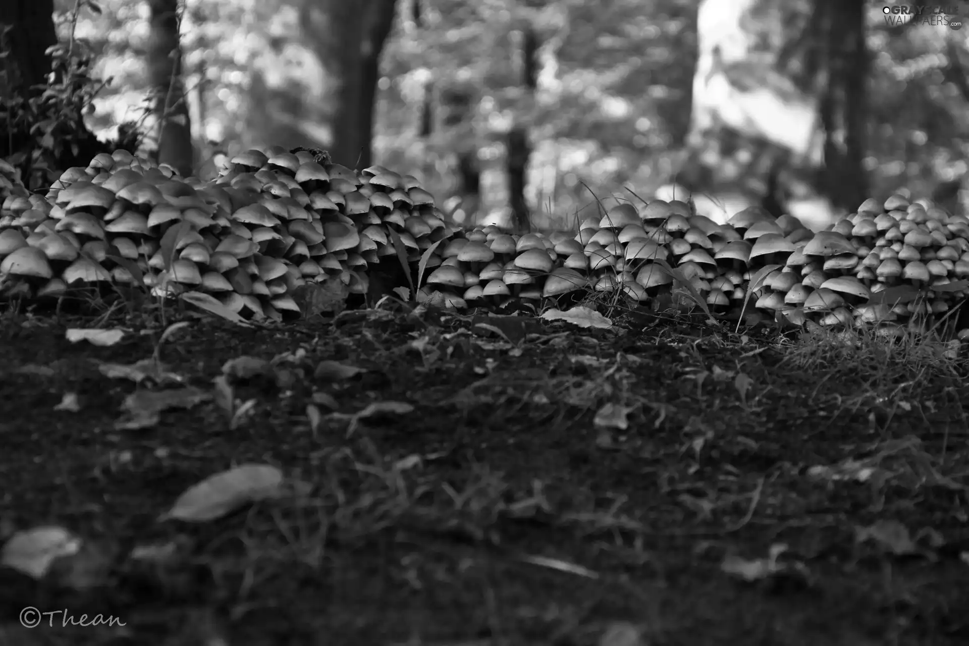 mushroom, hats