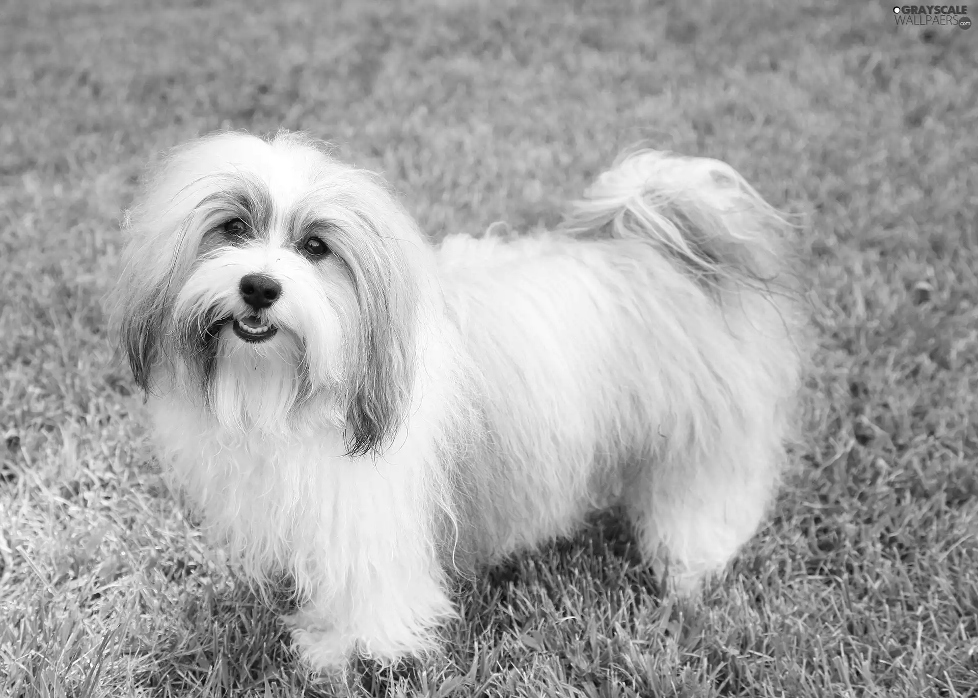 white and gray, Havanese