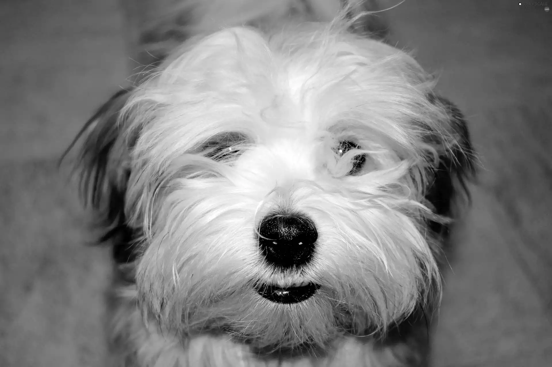 mouth, Havanese