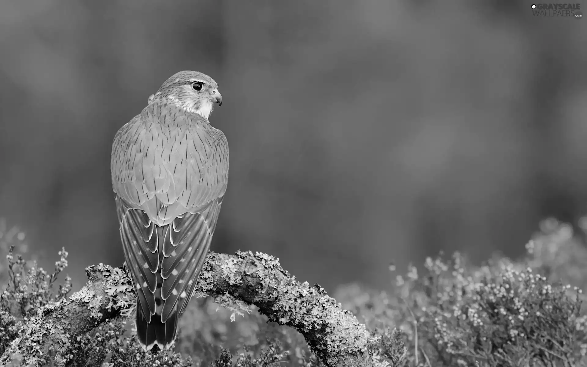 hawk
