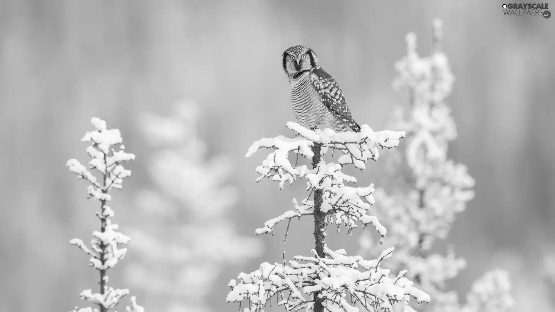 sapling, snow, Northern hawk-owl, Snowy, Bird