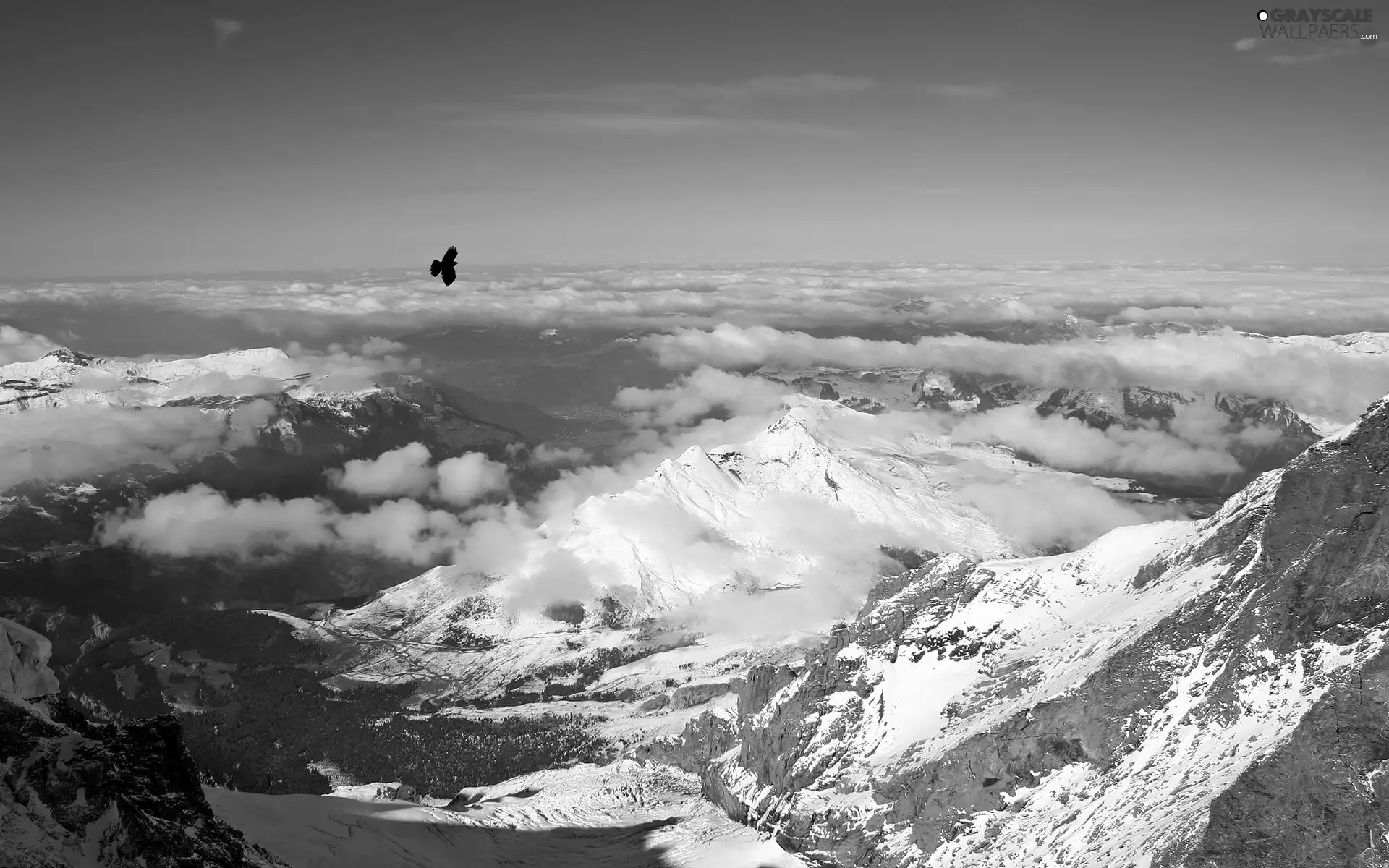 winter, Mountains, hawk, snow