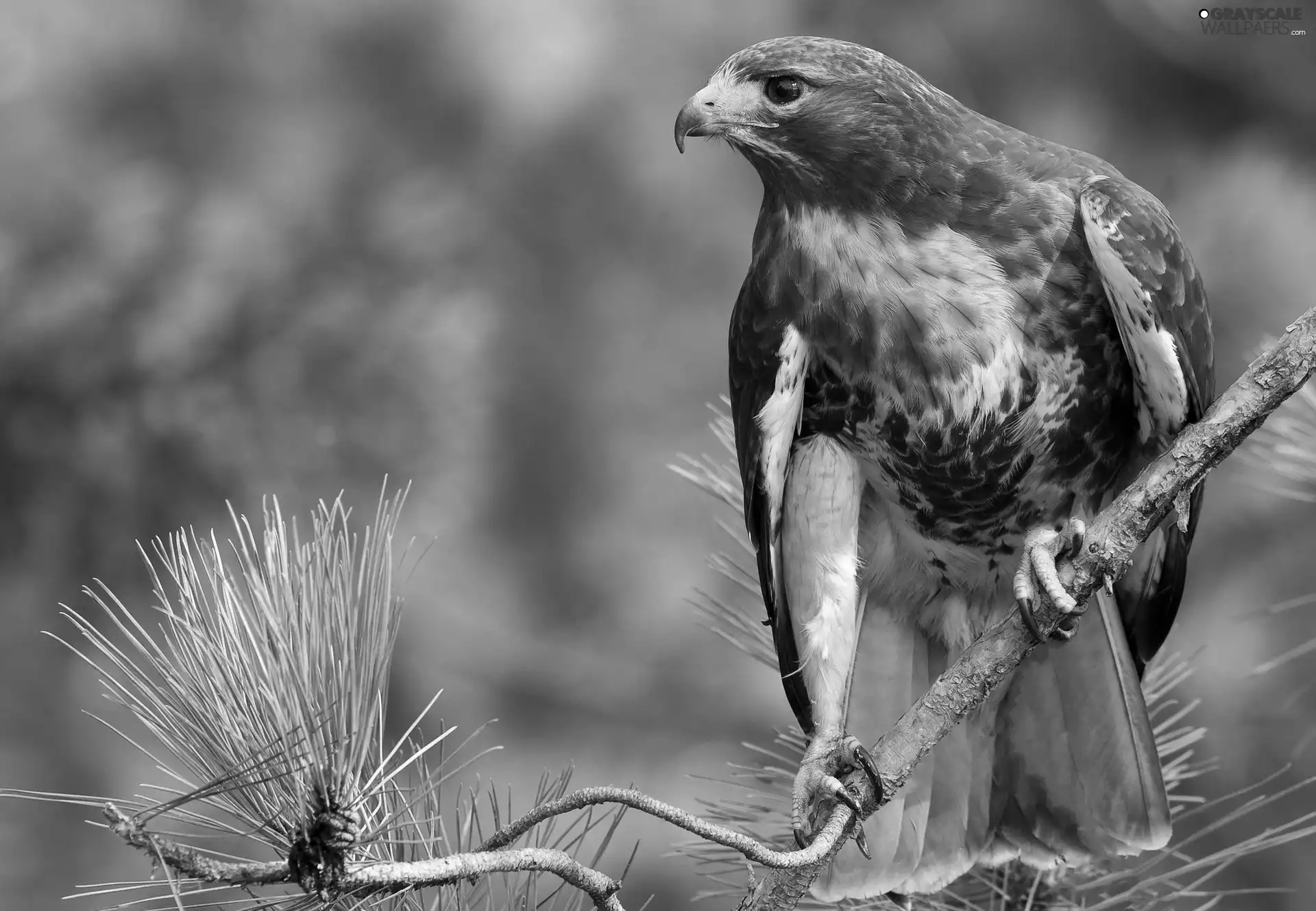 hawk