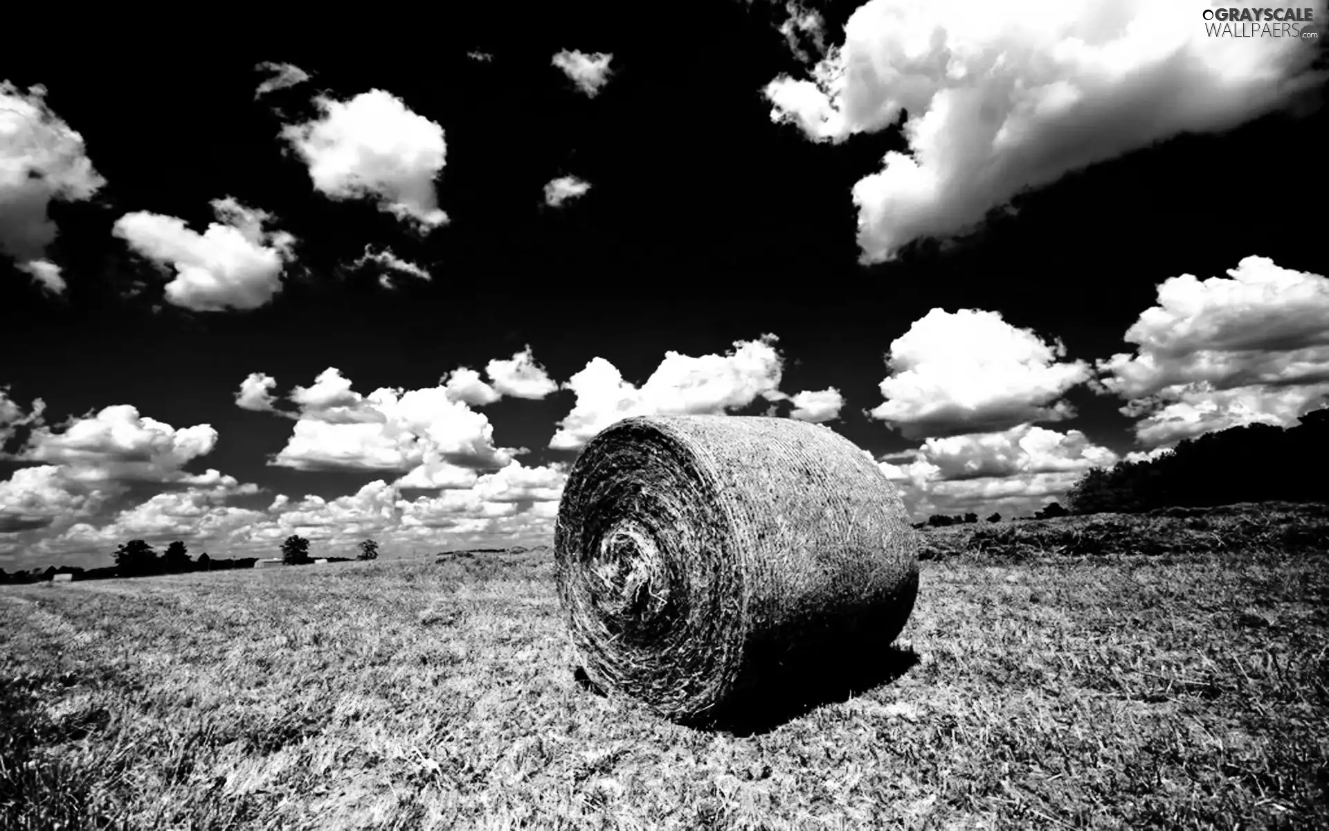 hay, Field, bunch