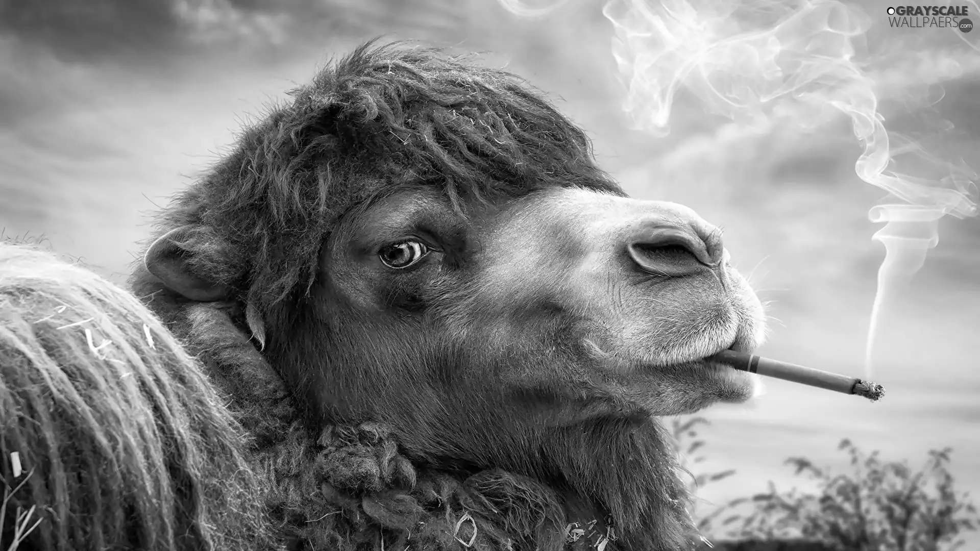 Funny, Cigarette, haze, Camel