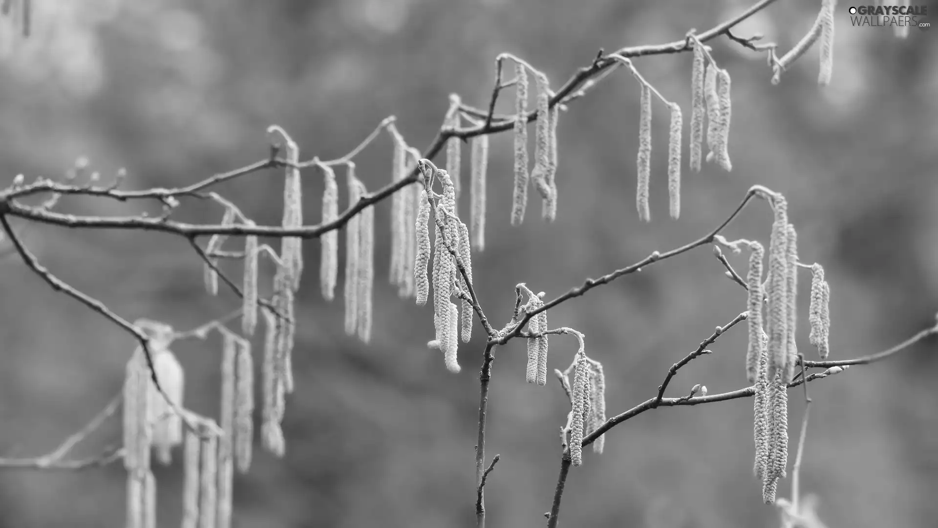 branch pics, inflorescences, hazel