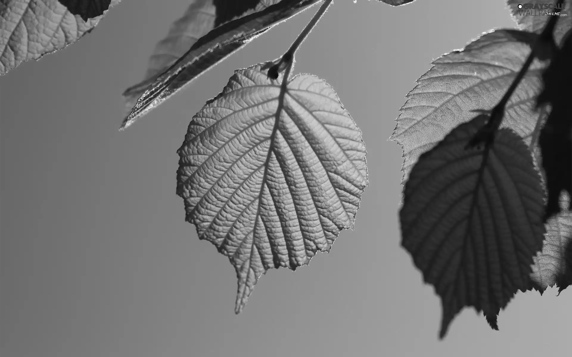 Leaf, hazel