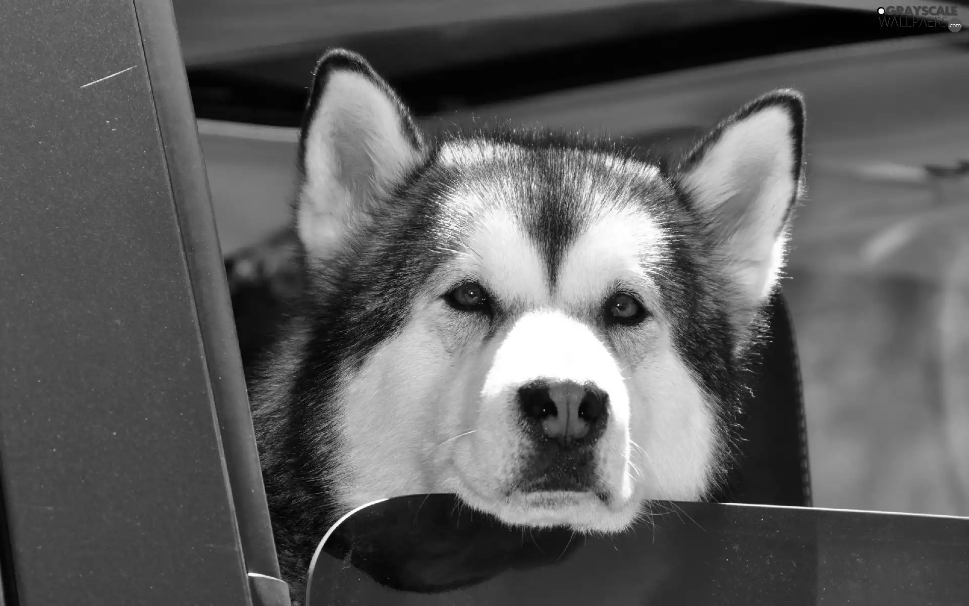 motor car, dog, Head