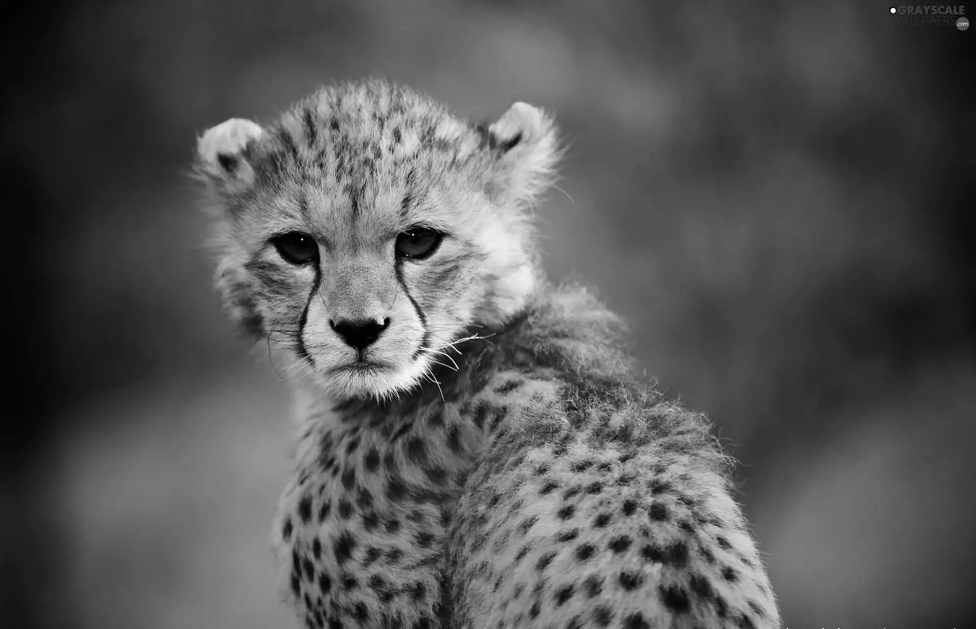 Cheetah, Head