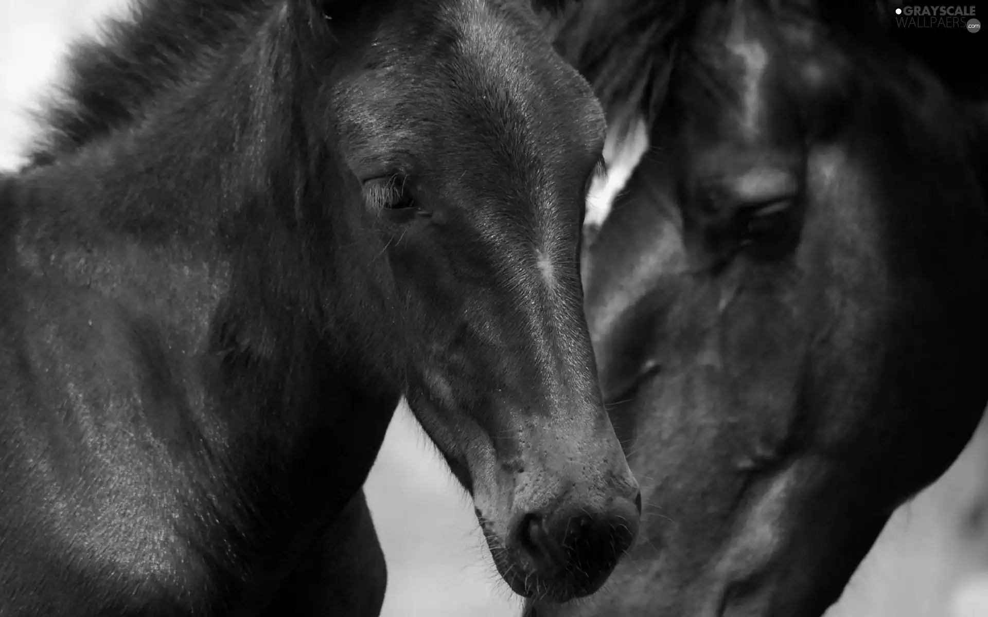 head, bloodstock, Colt