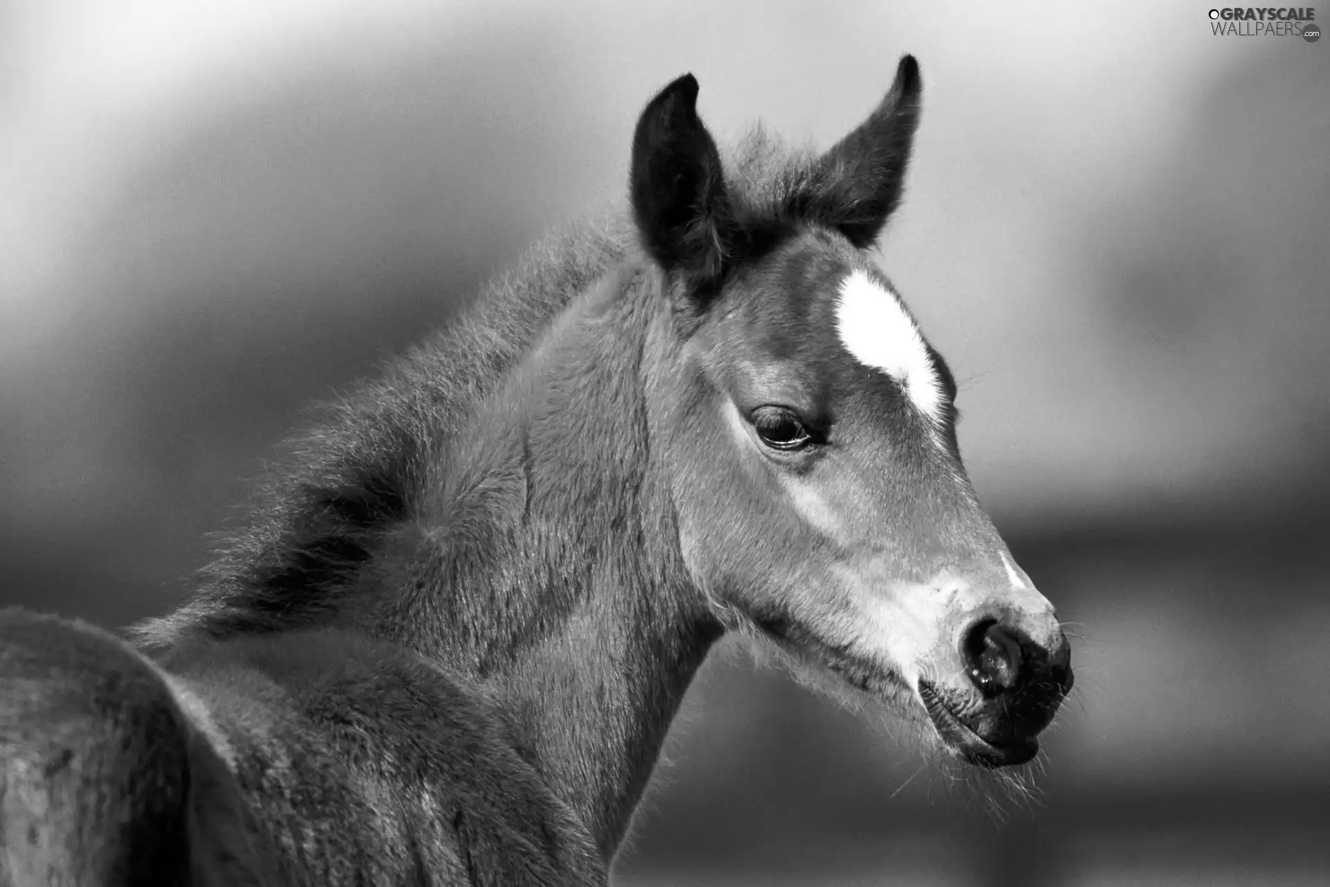 Colt, Head