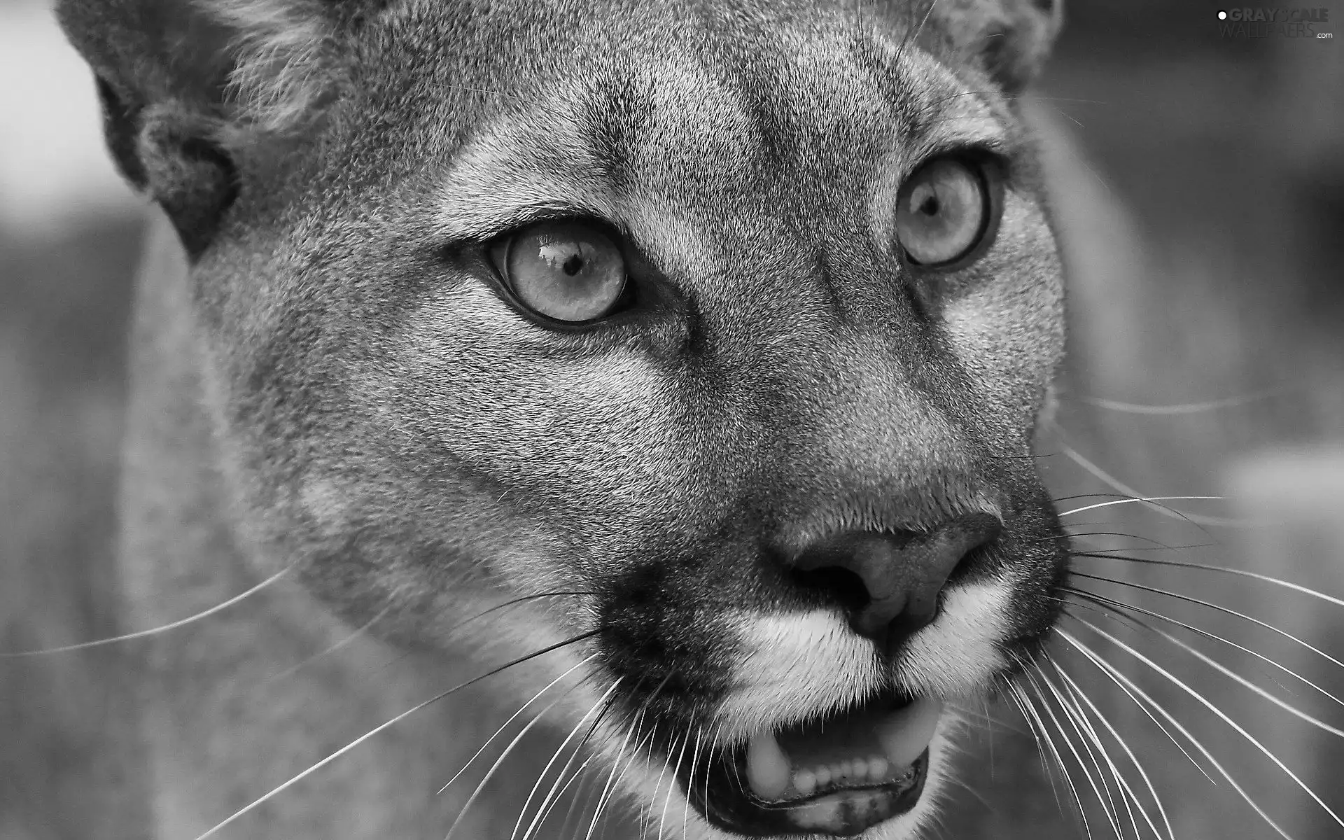 cougar, Head